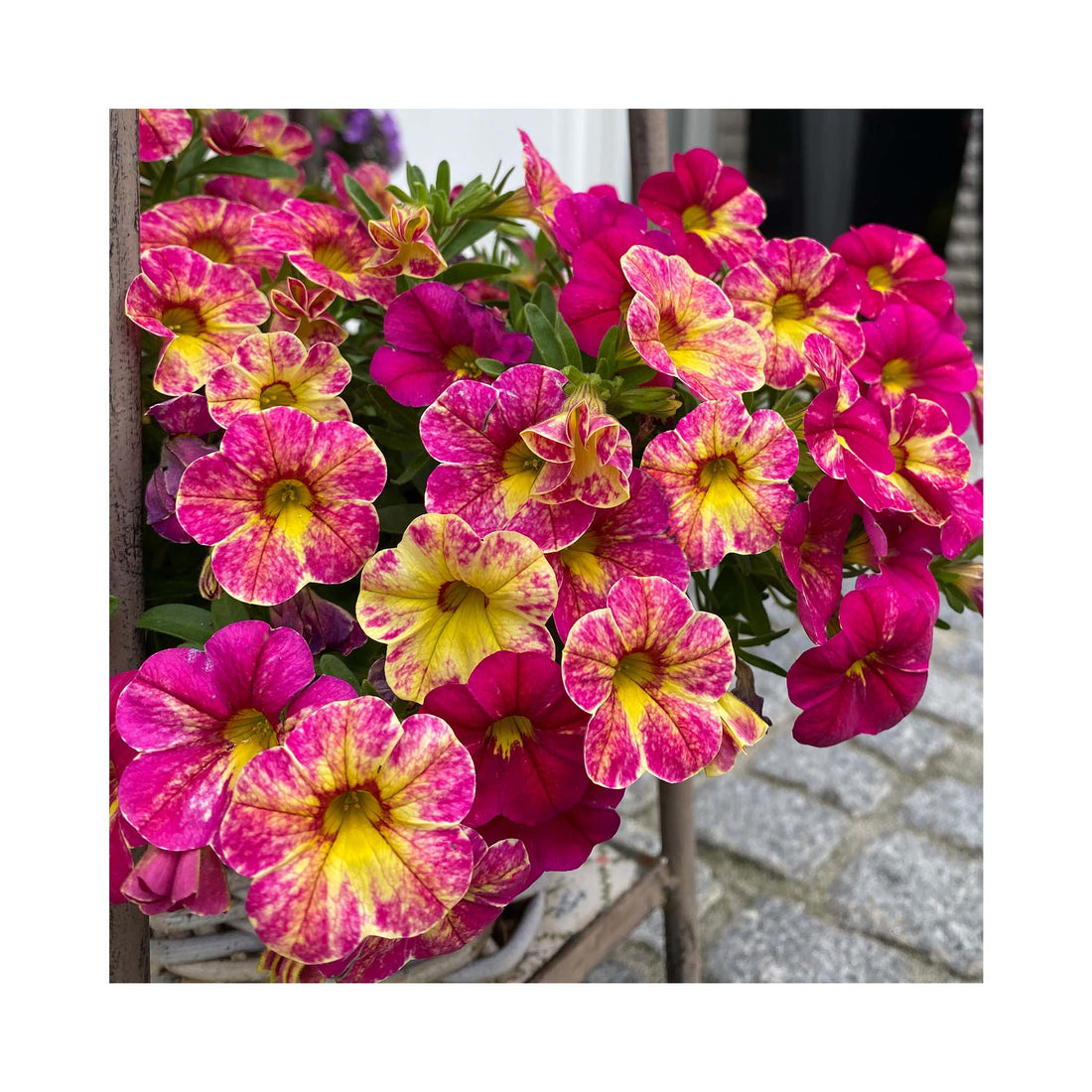 Calibrachoa Chameleon Pink Splash