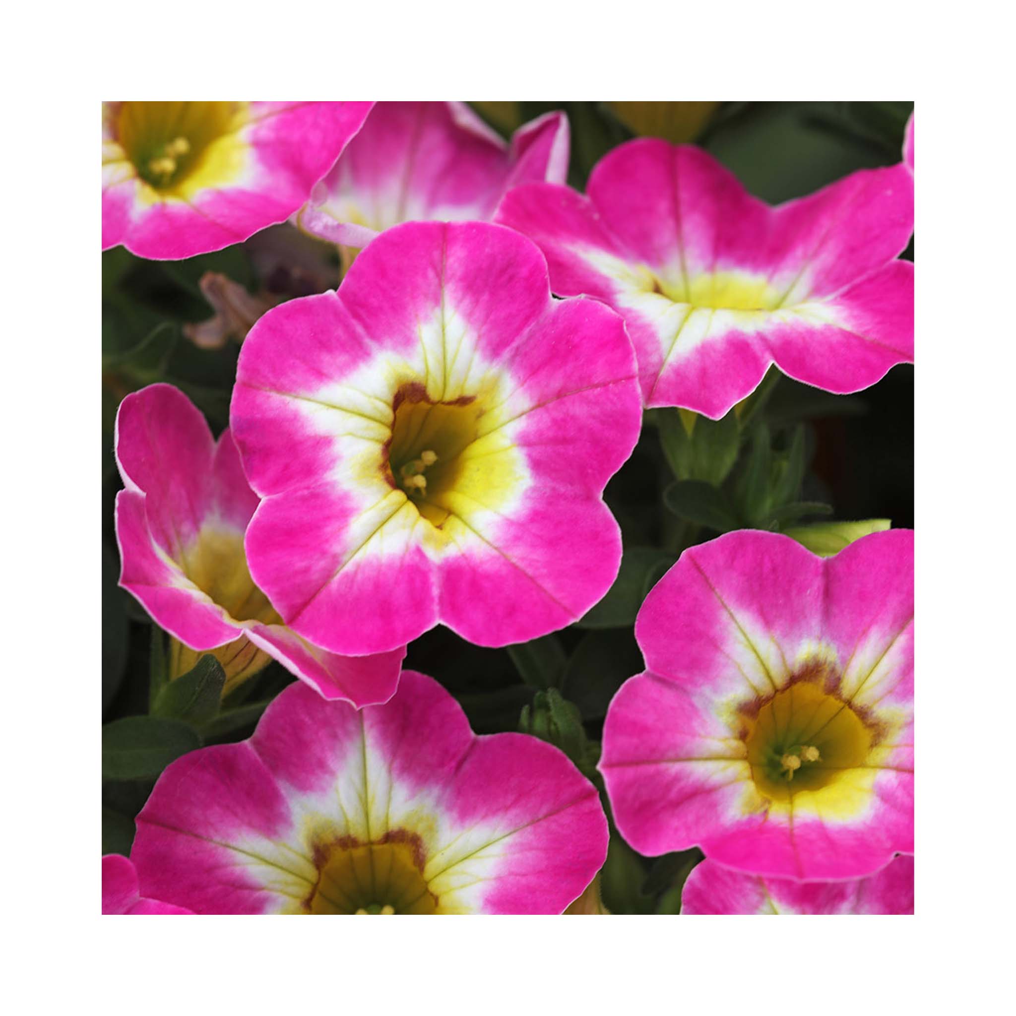 Calibrachoa Chameleon Starlet Pink