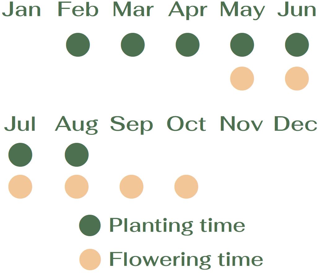 Calibrachoa Flowering time