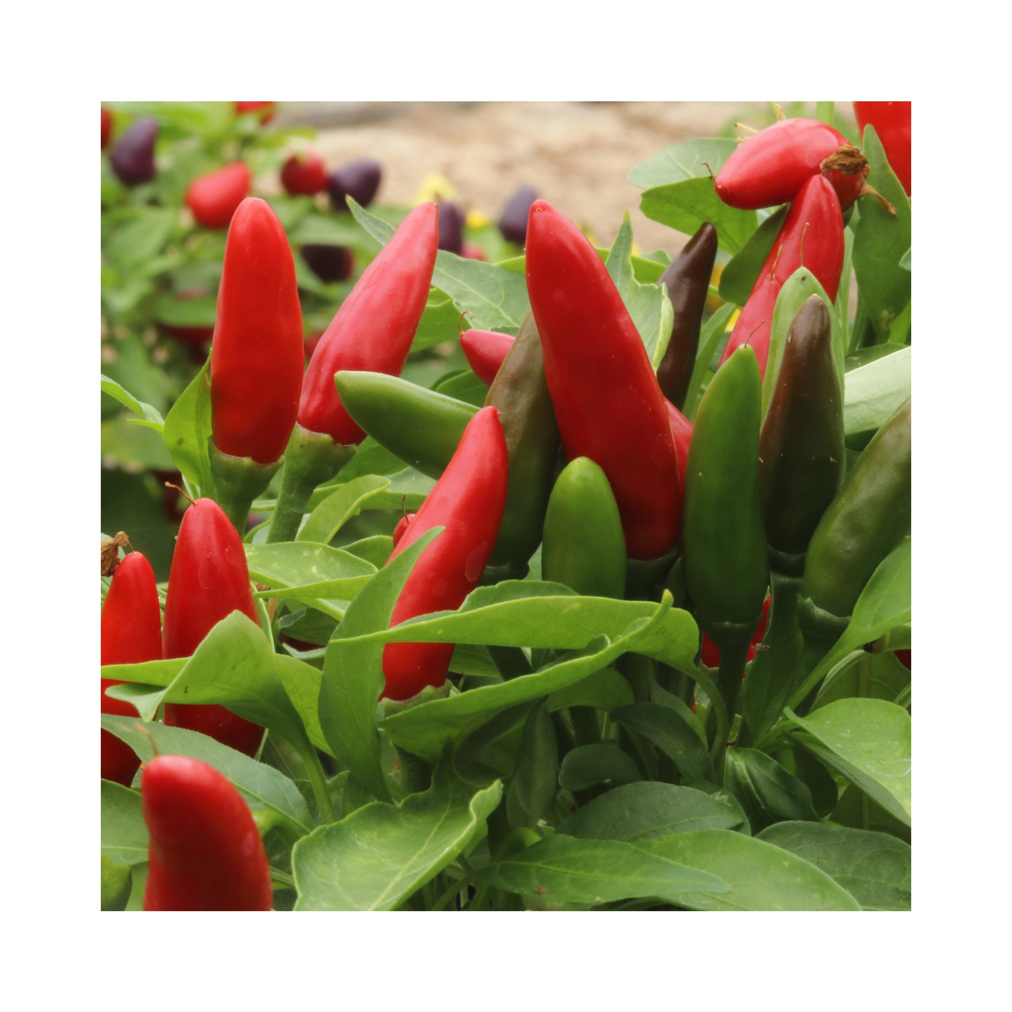 Chilli Etna