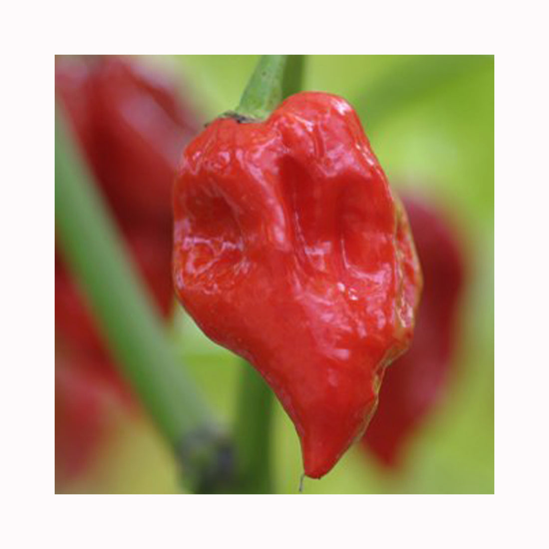 Chilli Trinidad Scorpion