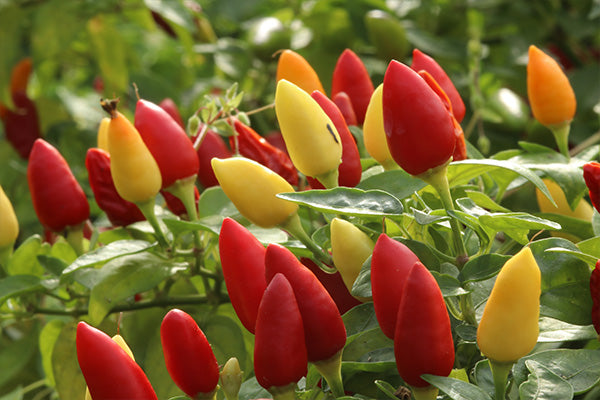 Red and yellow fruit of chillies
