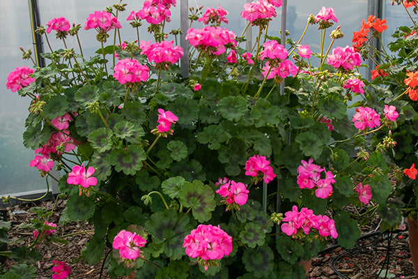 Pink flowers growing on a mid green climbing geranium plant