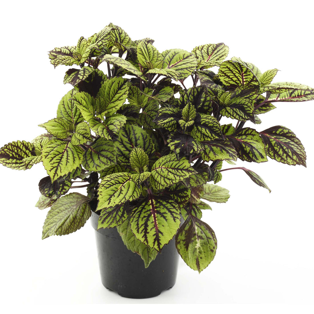 Coleus Fishnet Stockings