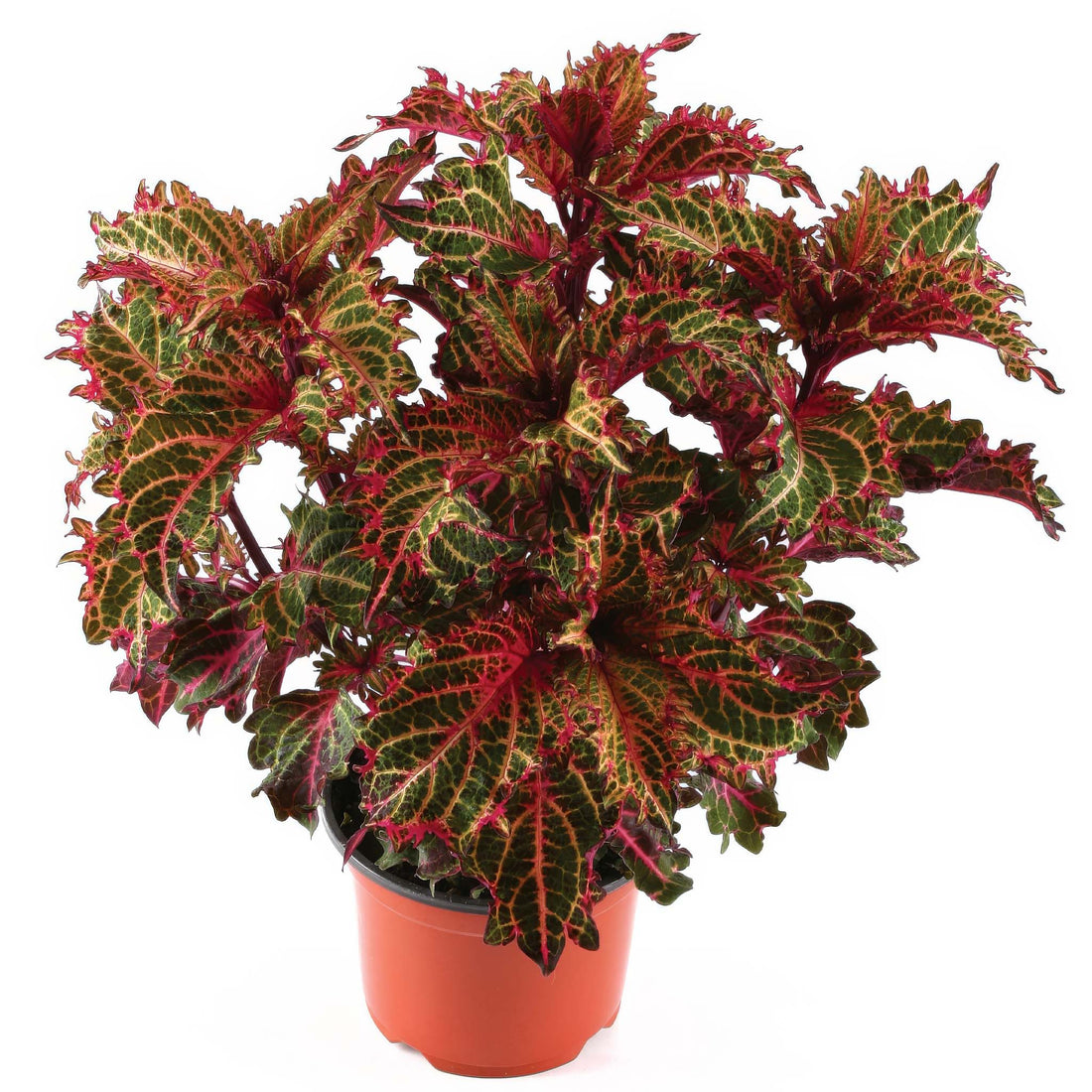 Coleus Peter&