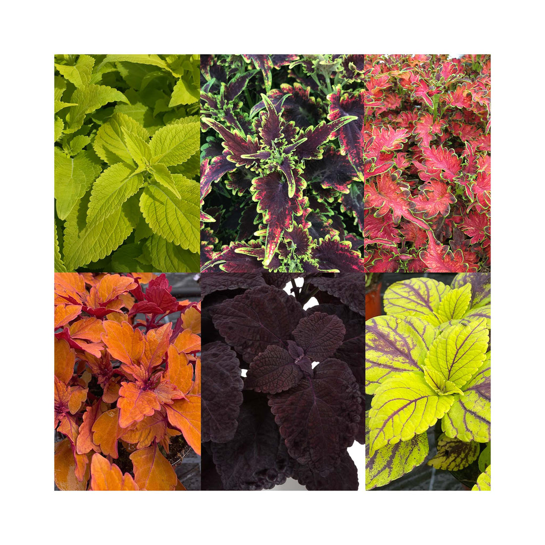 Collection of different foliage coleus plants. Colours include purple coleus, lime green, deep red and burnt orange