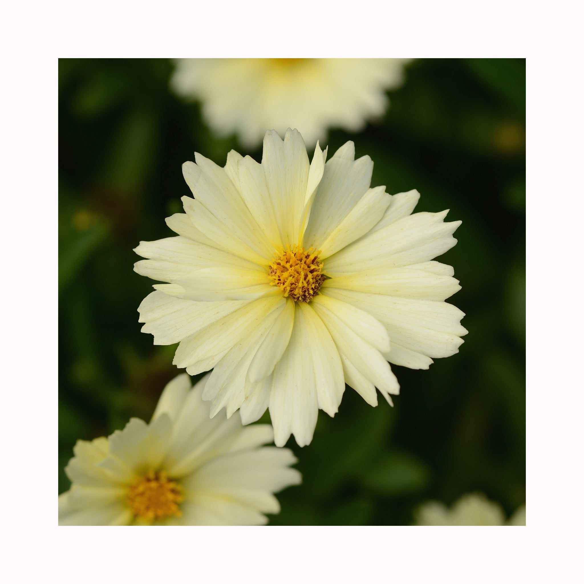 Coreopsis UpTick Cream