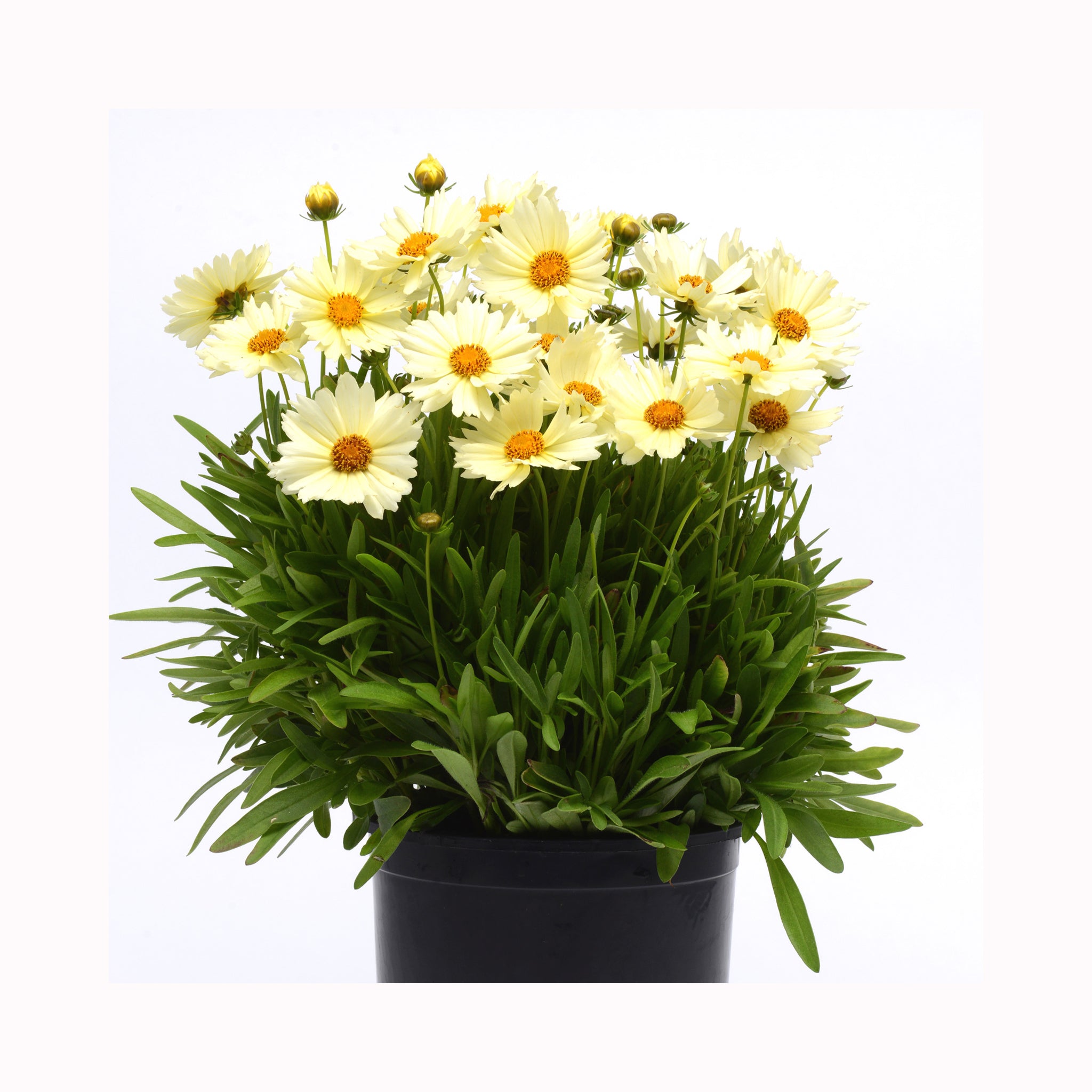 Coreopsis UpTick Cream