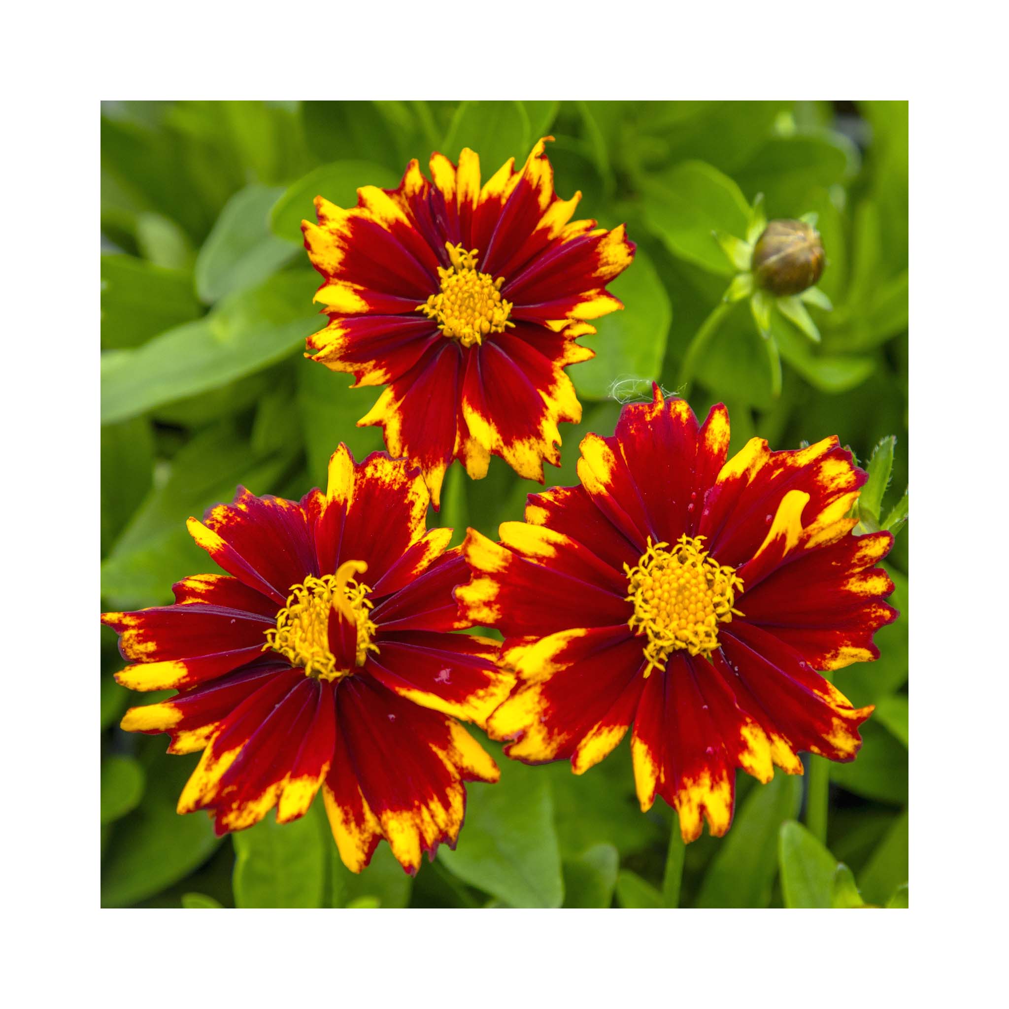 Coreopsis UpTick Red