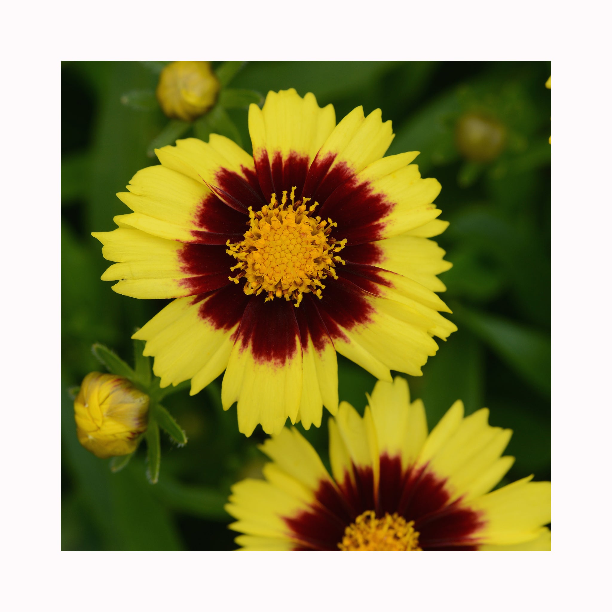 Coreopsis UpTick Yellow and Red