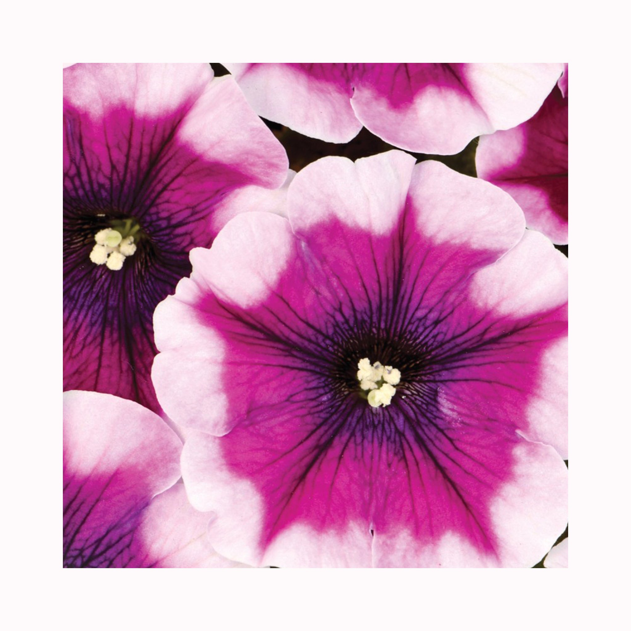 Petunia Crazytunia Collection