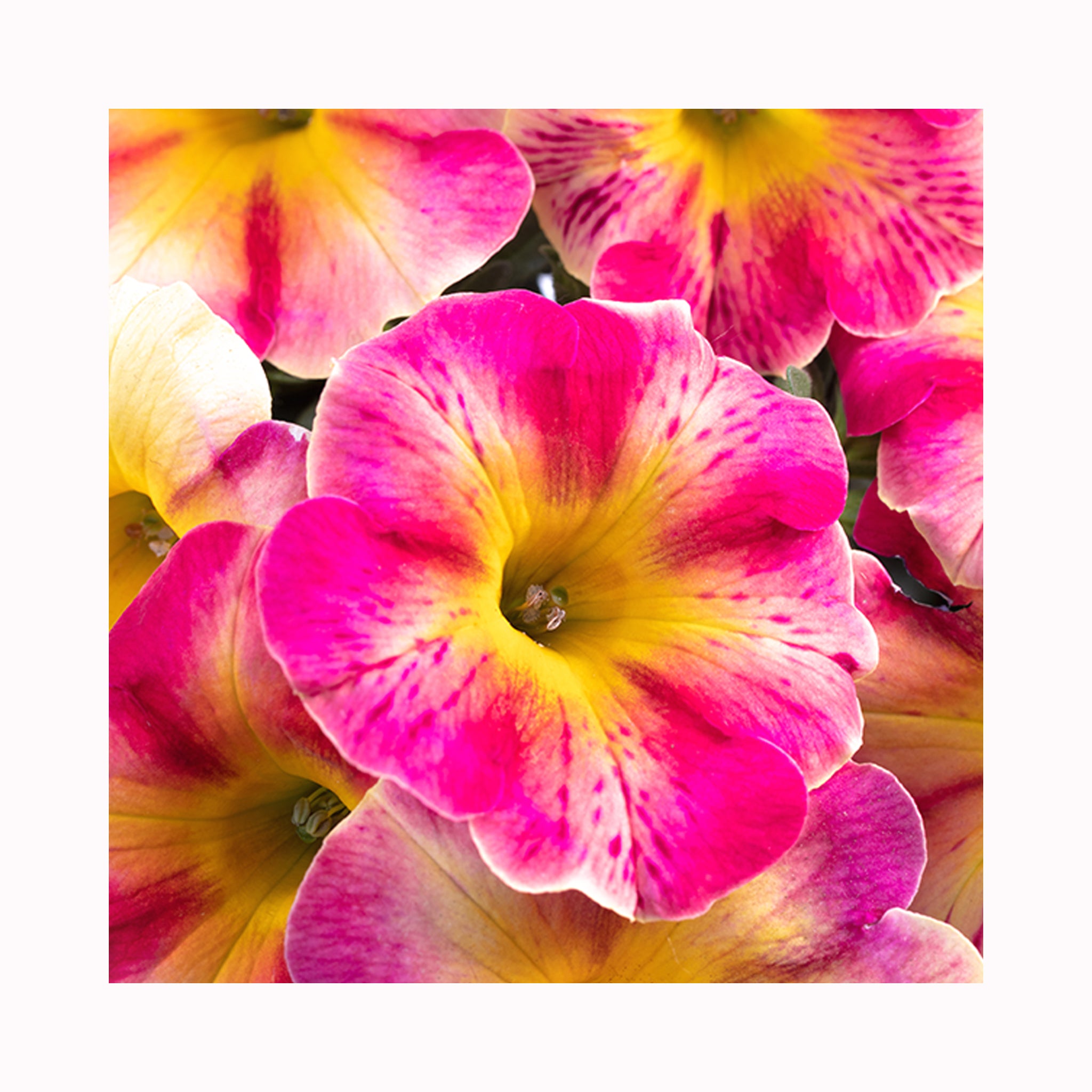 Petunia Crazytunia Peach Bellini