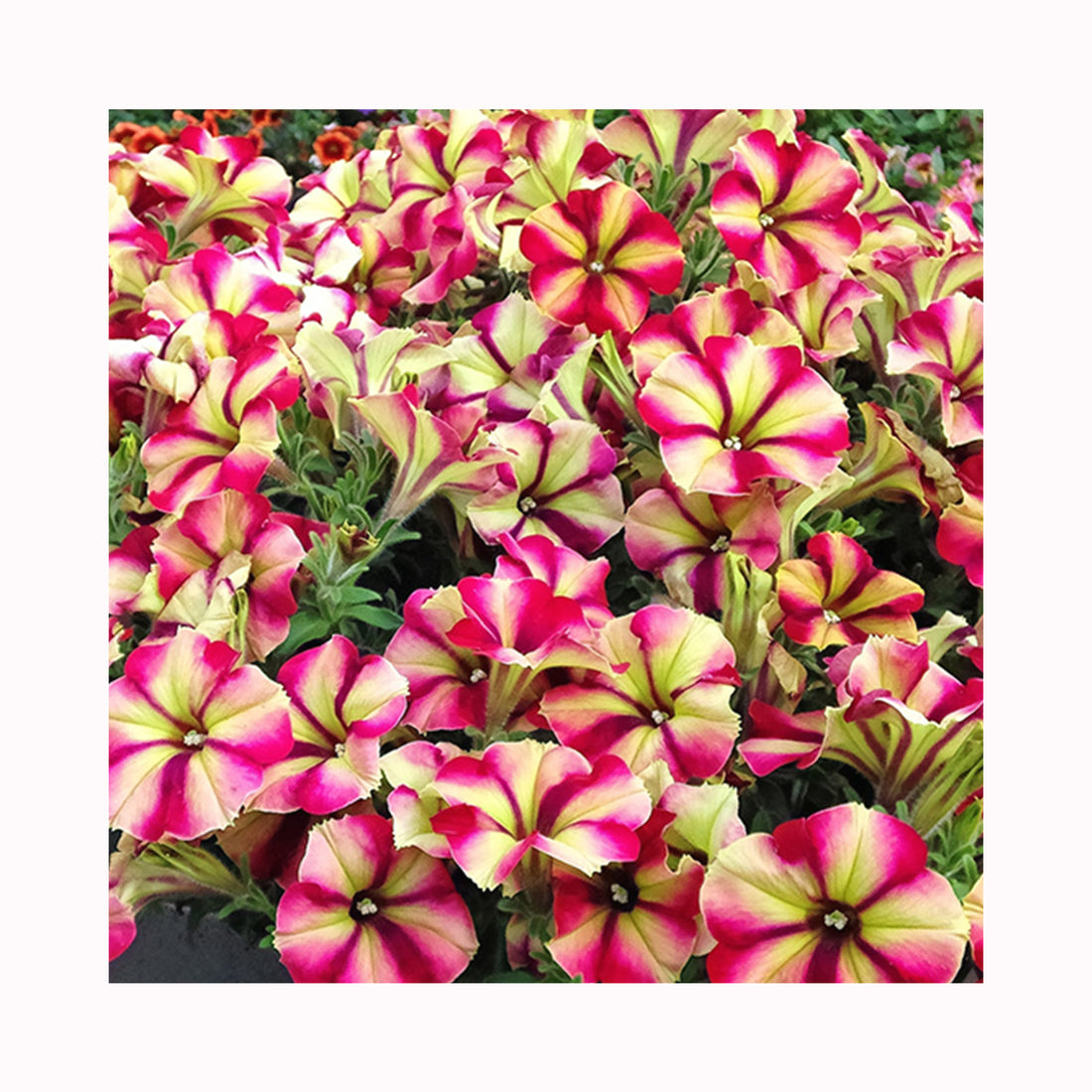 Petunia Crazytunia Razzmatazz