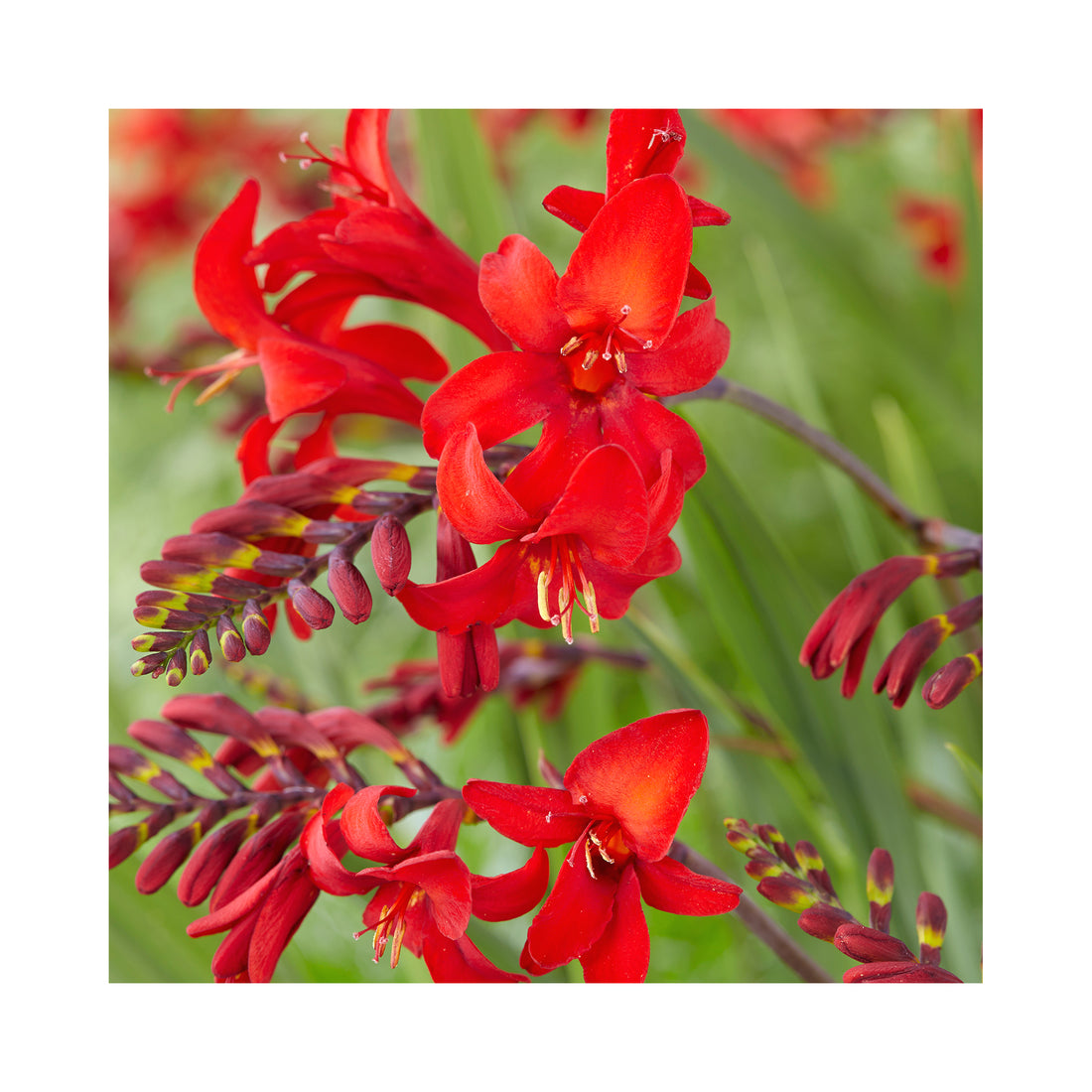 Crocosmia Firestars Diablo