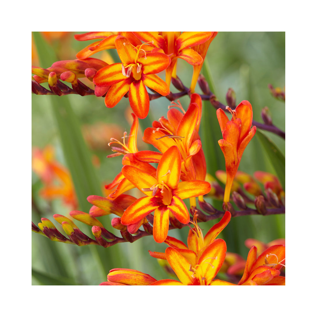 Crocosmia Firestars Firestarter
