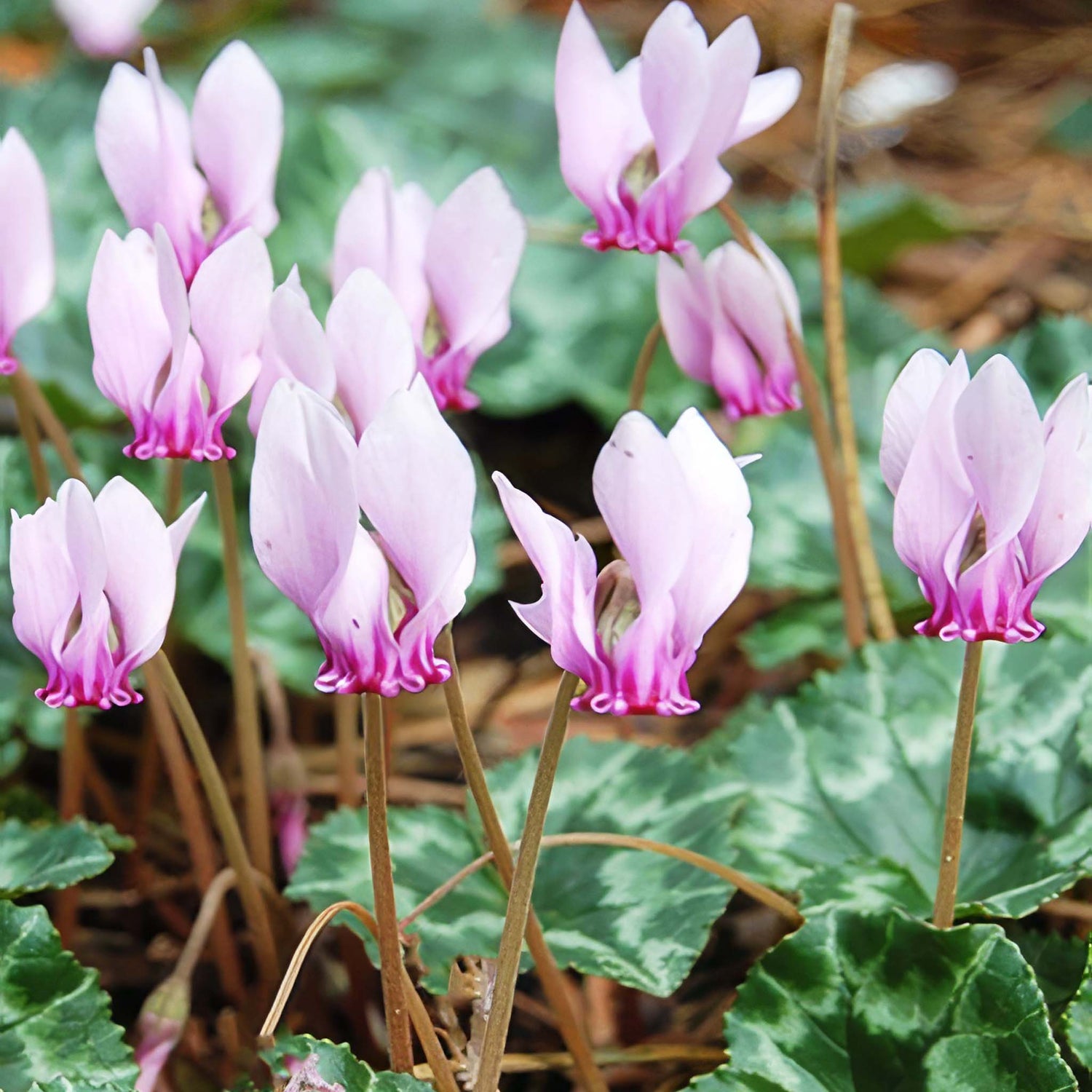 Cyclamen hederifolium