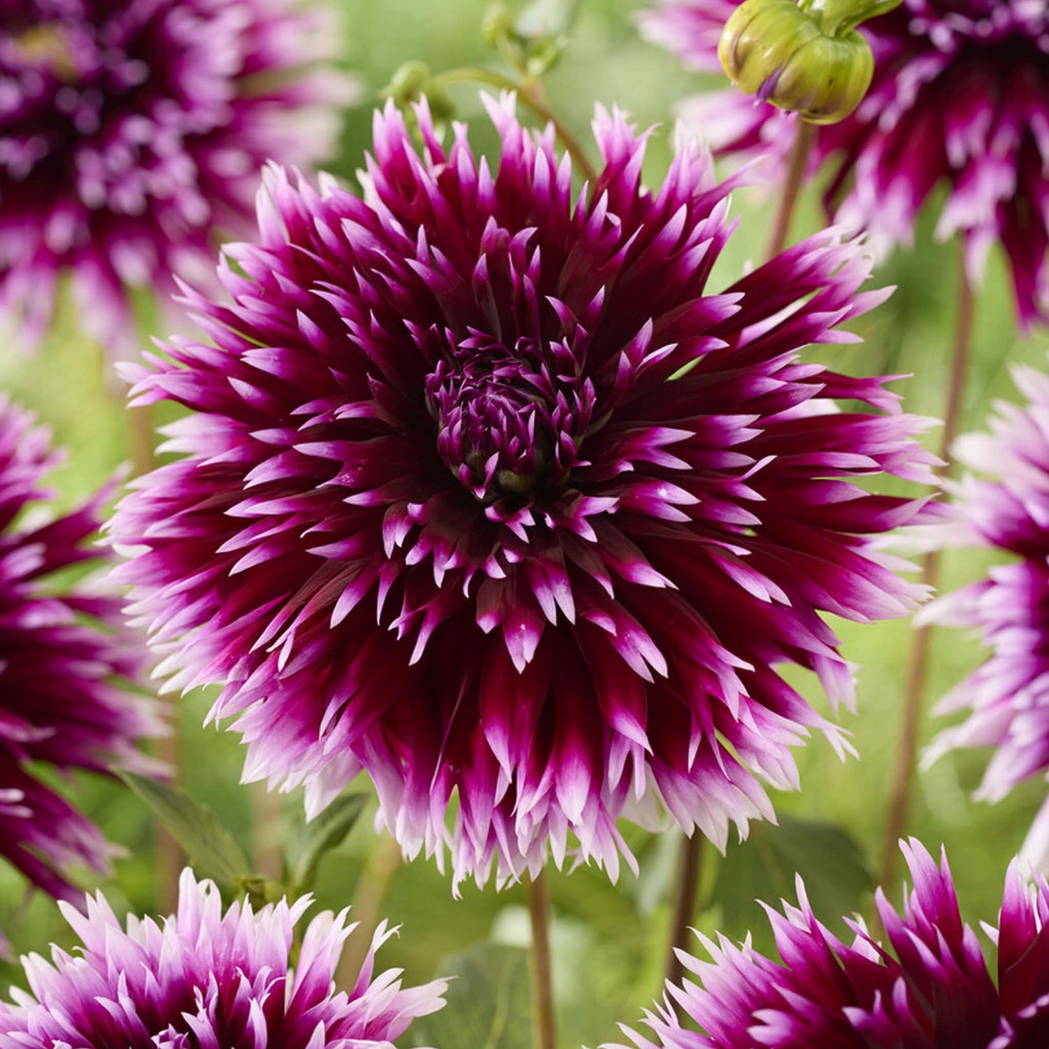 Dahlia Alauna Clair-Obscur