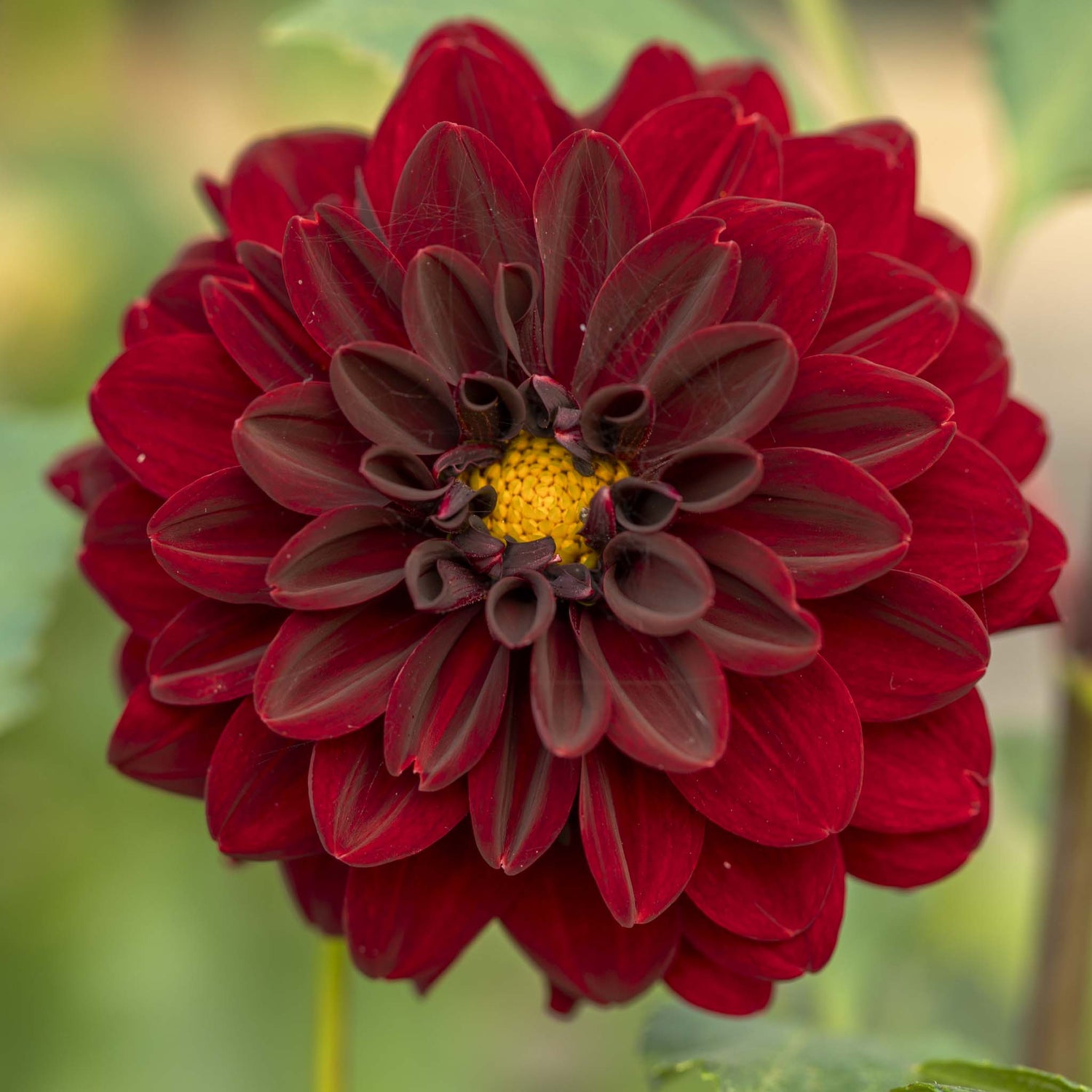Dahlia Arabian Night