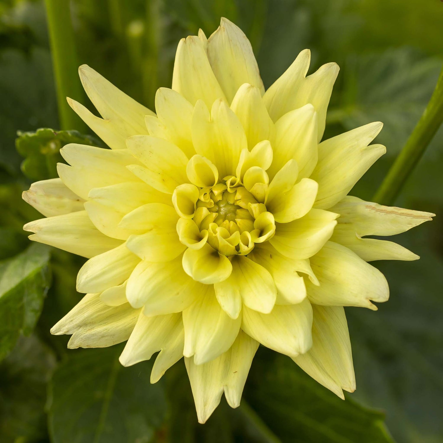 Dahlia Berliner Lemon