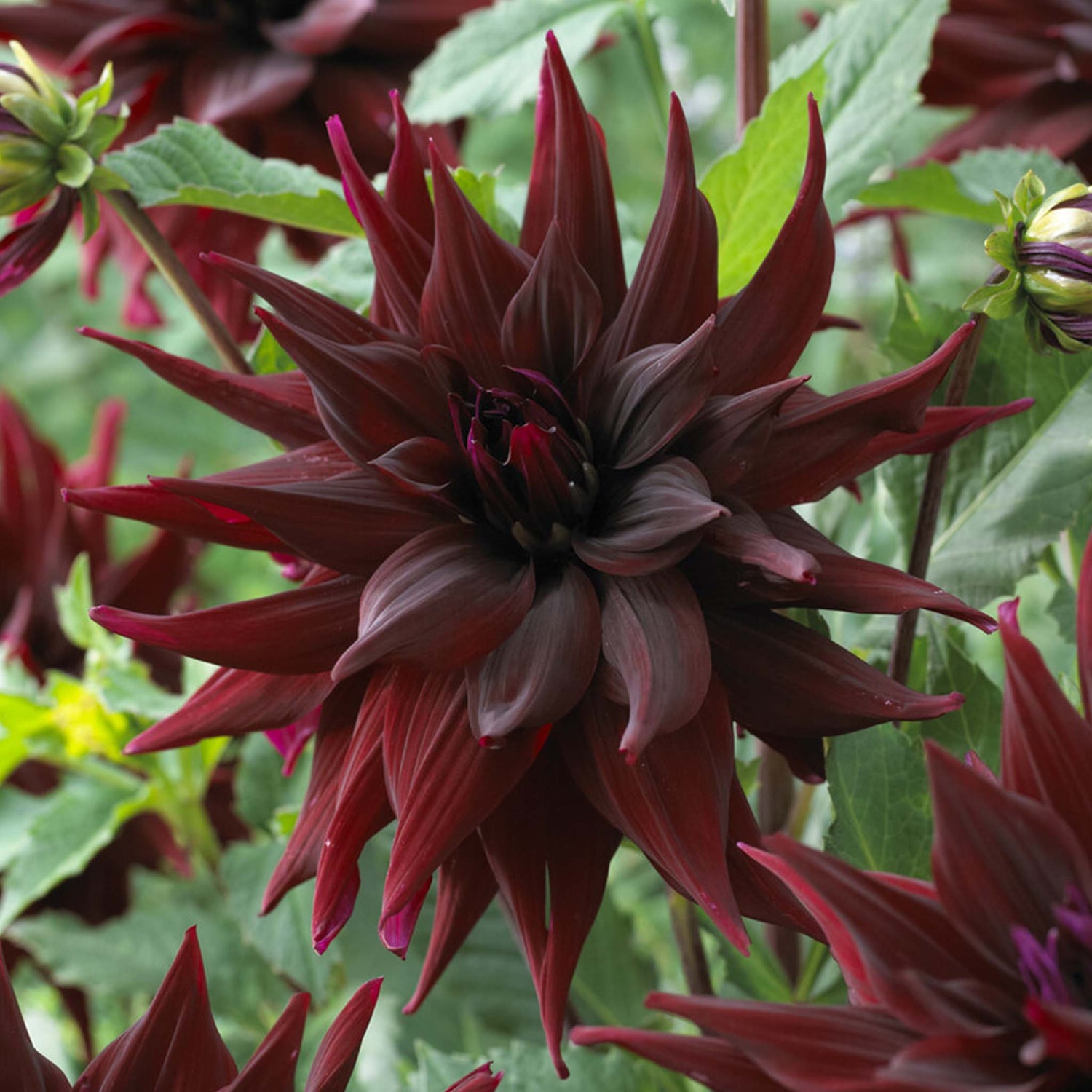 Dahlia Brigitta Alida