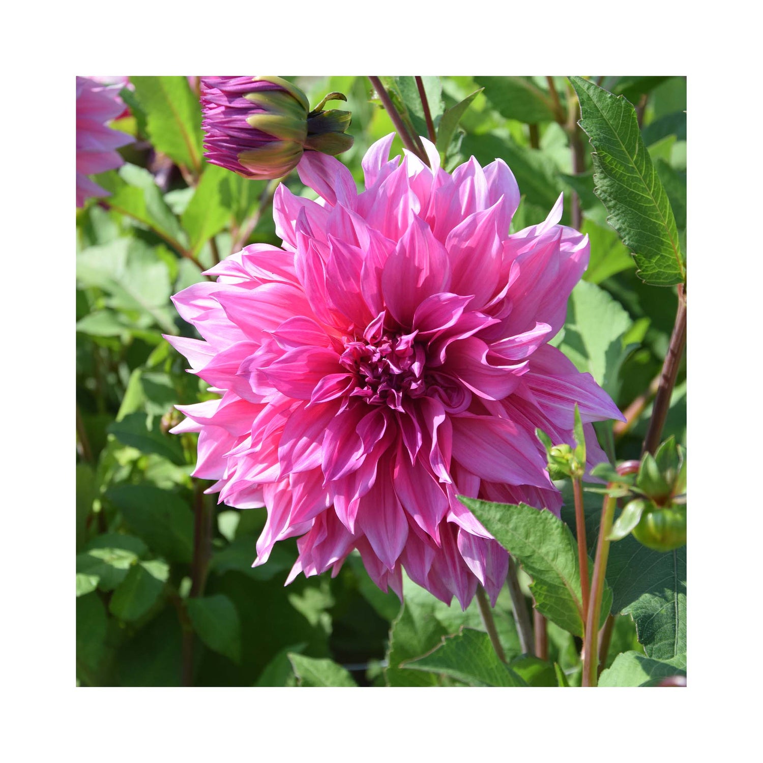 Dahlia Café au Lait Rosé