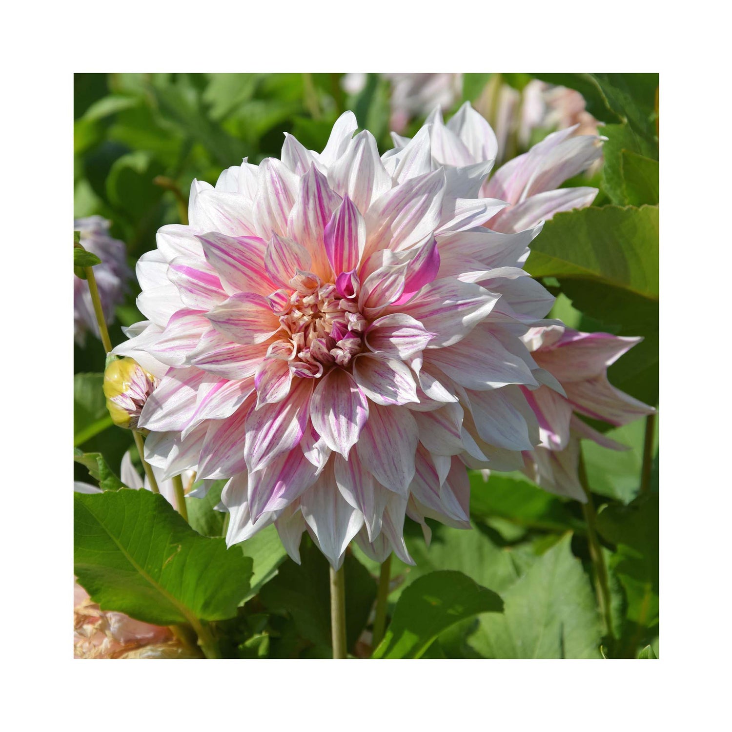 Dahlia Café au Lait Twist