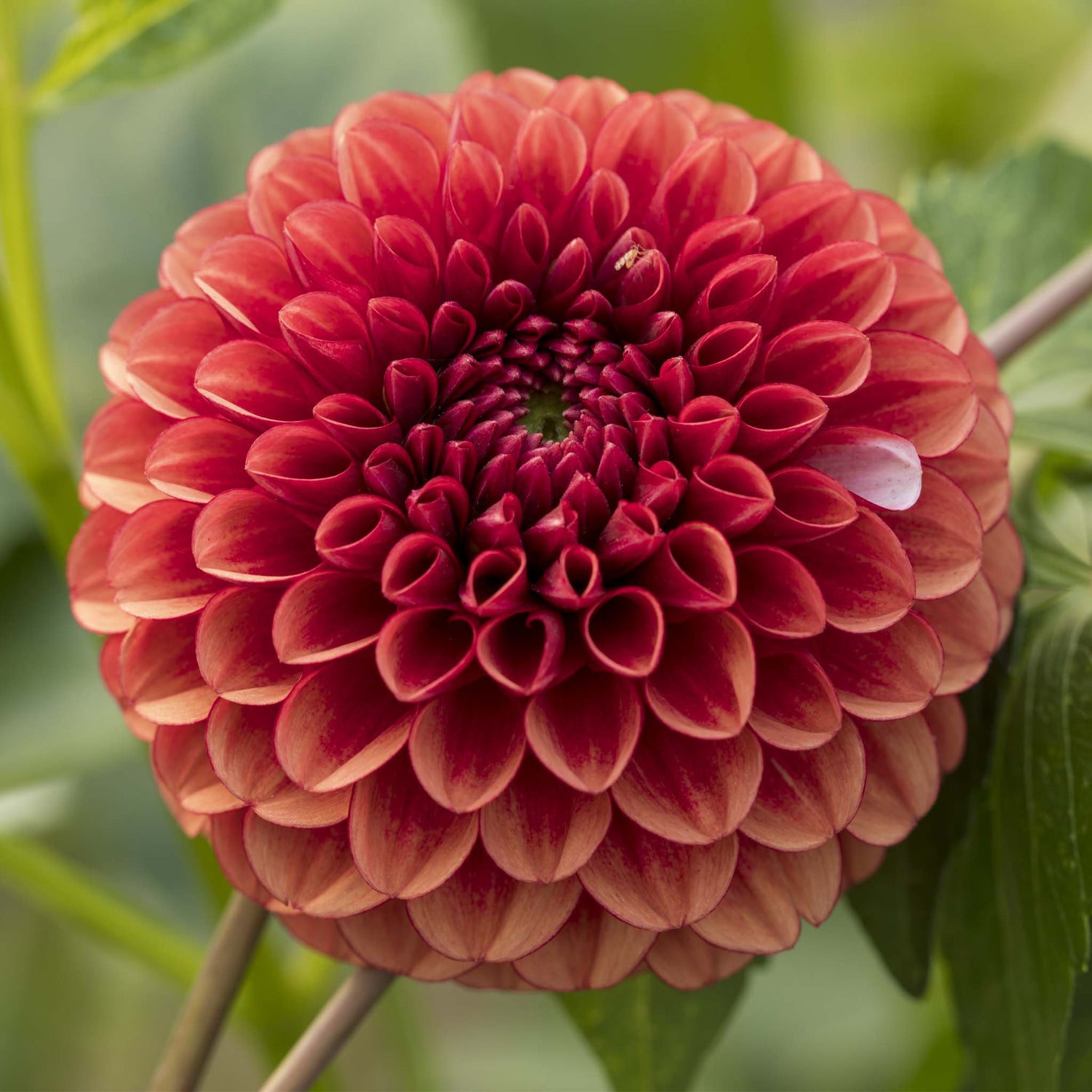 Dahlia Ball Copperboy