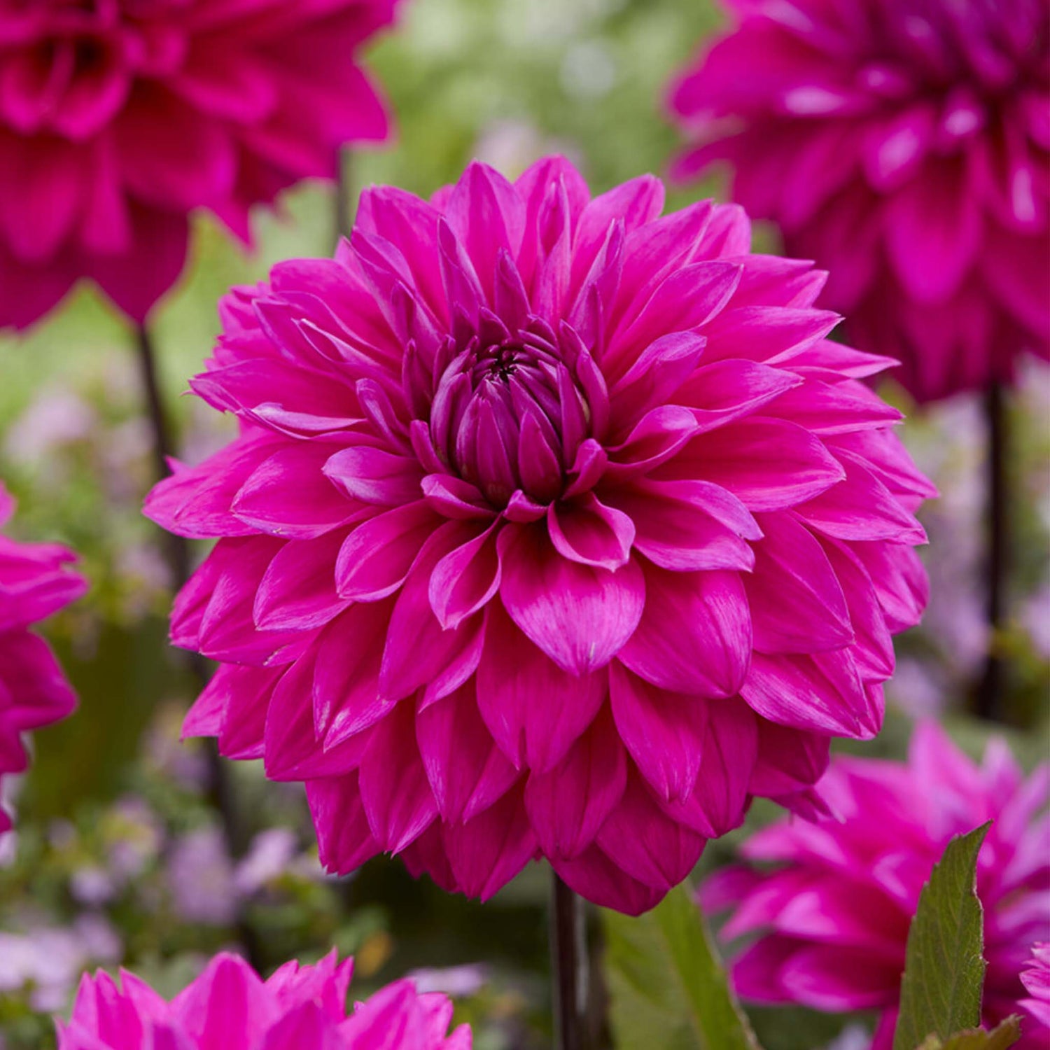 Dahlia Cornwall Island