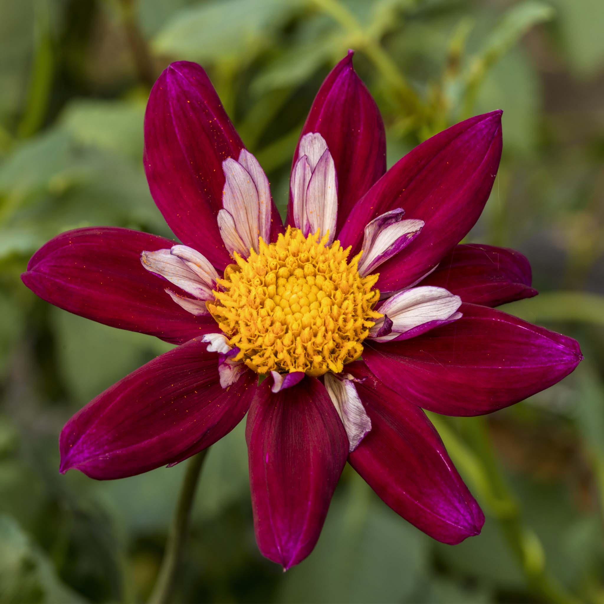 Dahlia Eefje