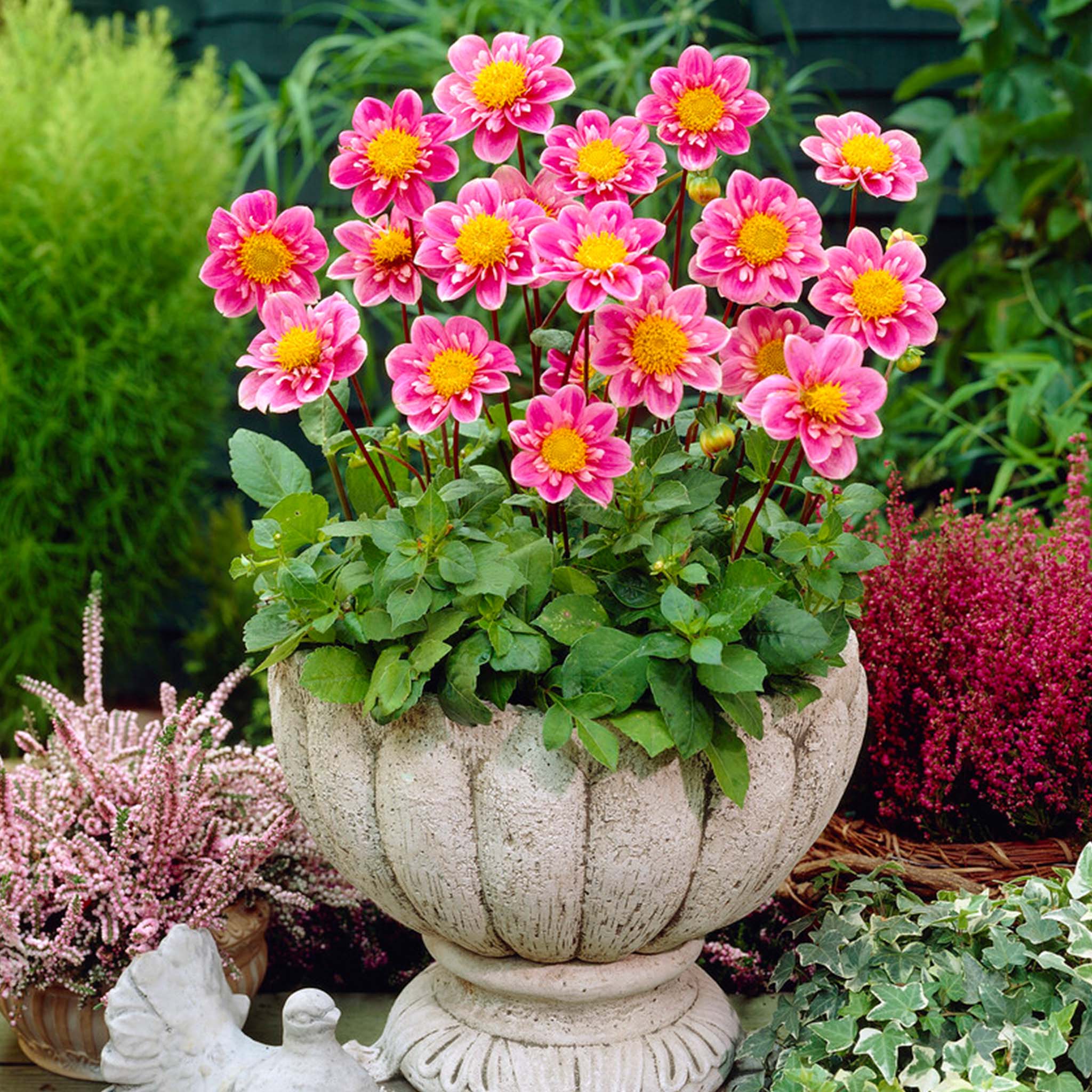Dahlia Hartenaas