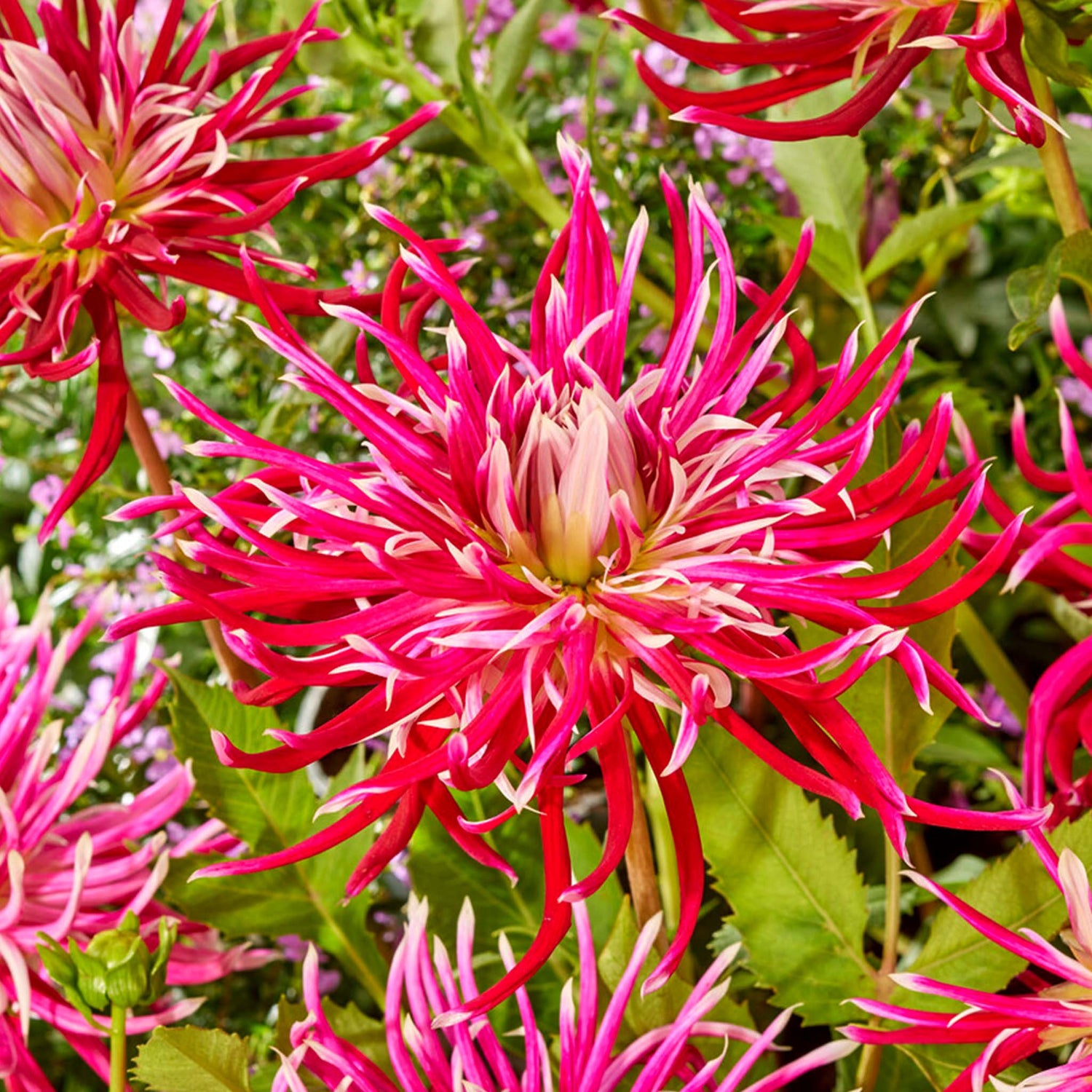 Dahlia Hollyhill Spiderwoman