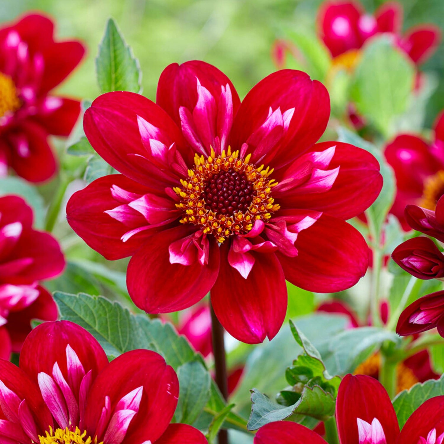 Dahlia Hootenanny-Swan Island