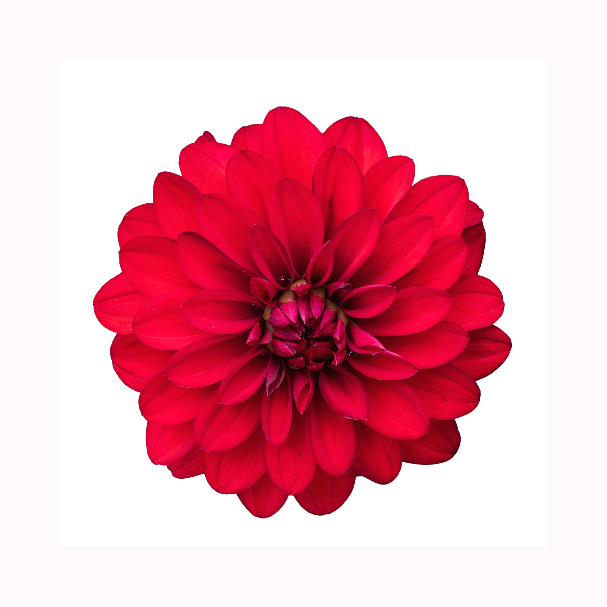 Dahlia Imagine Power Red