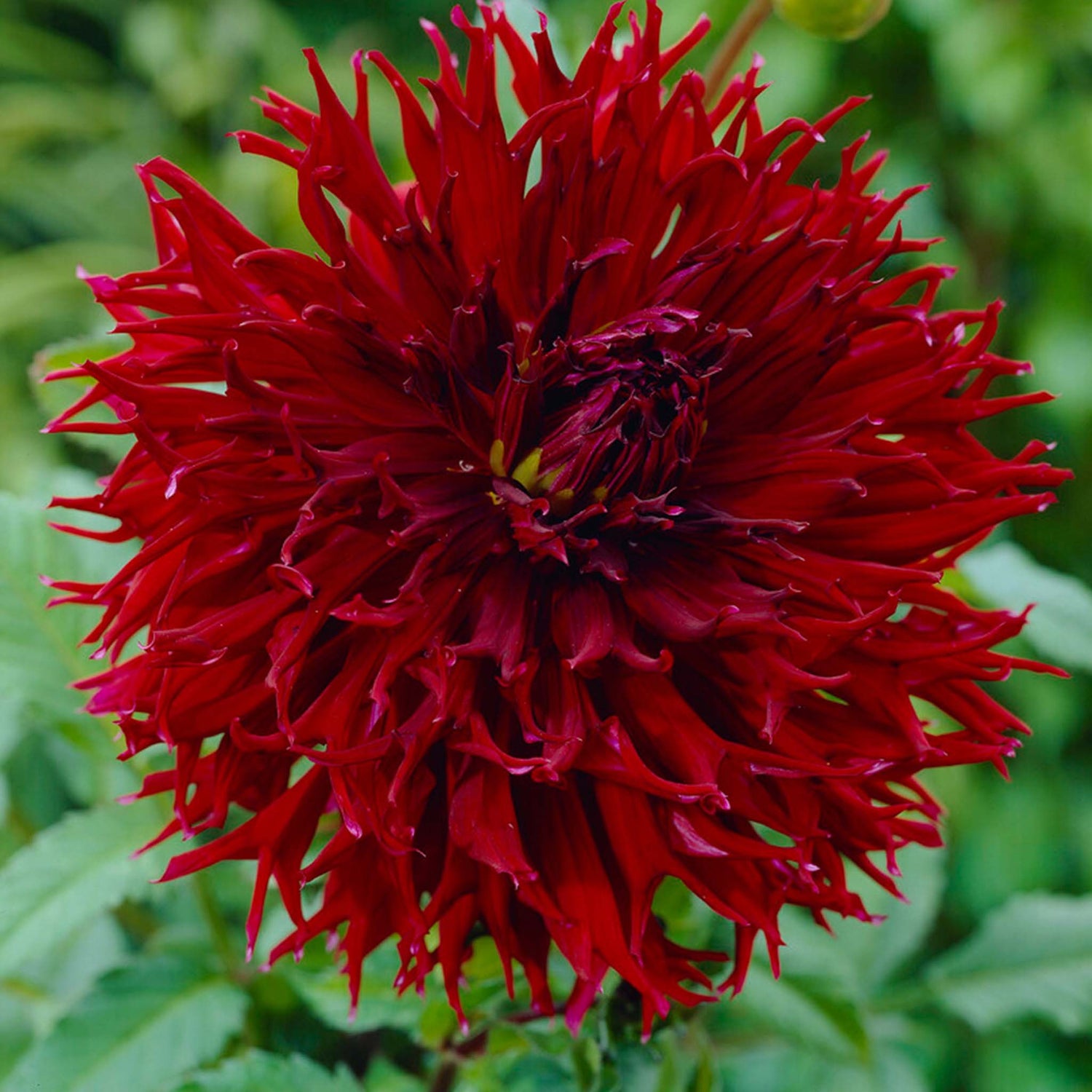 Dahlia Kenora Macop-B