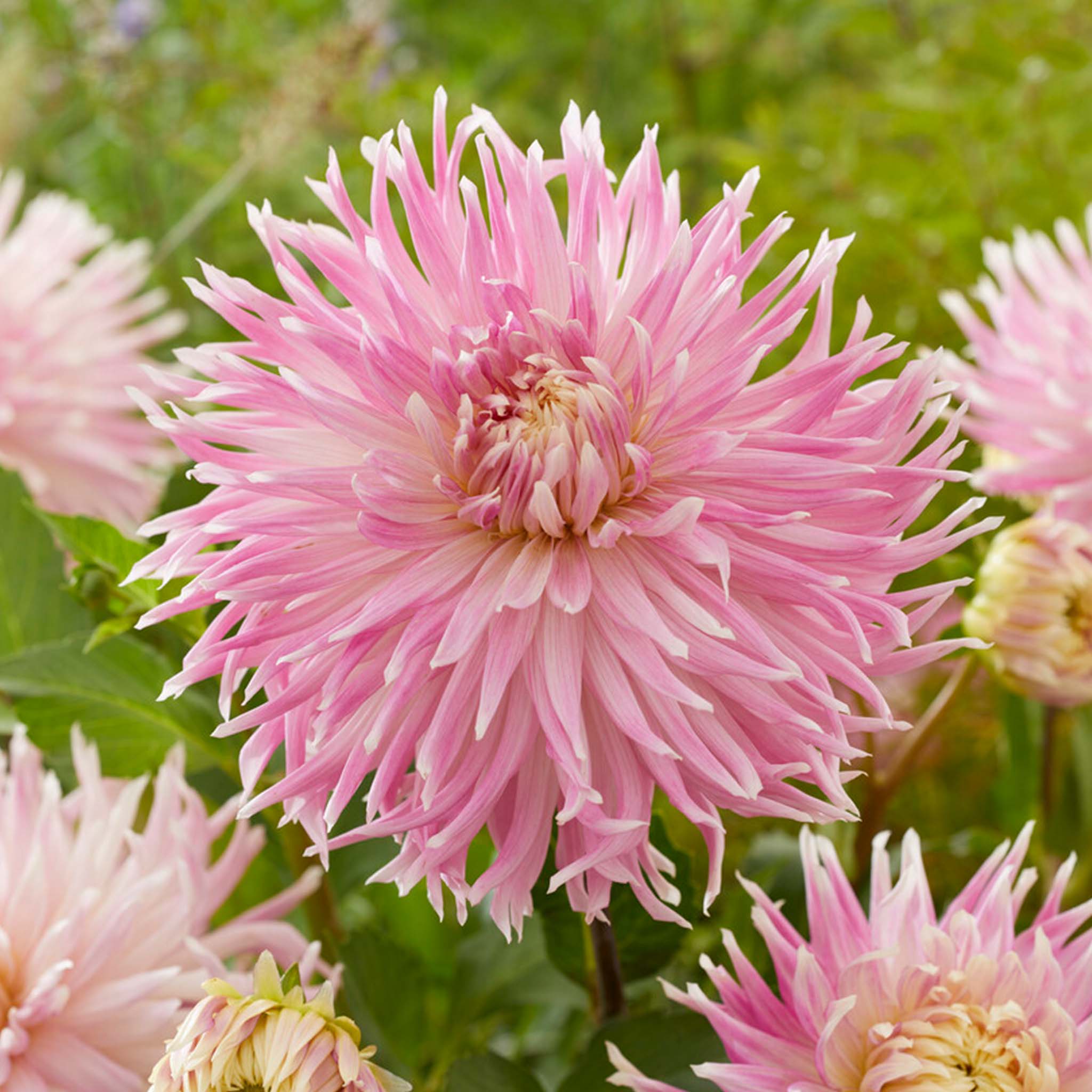 Dahlia Kiev