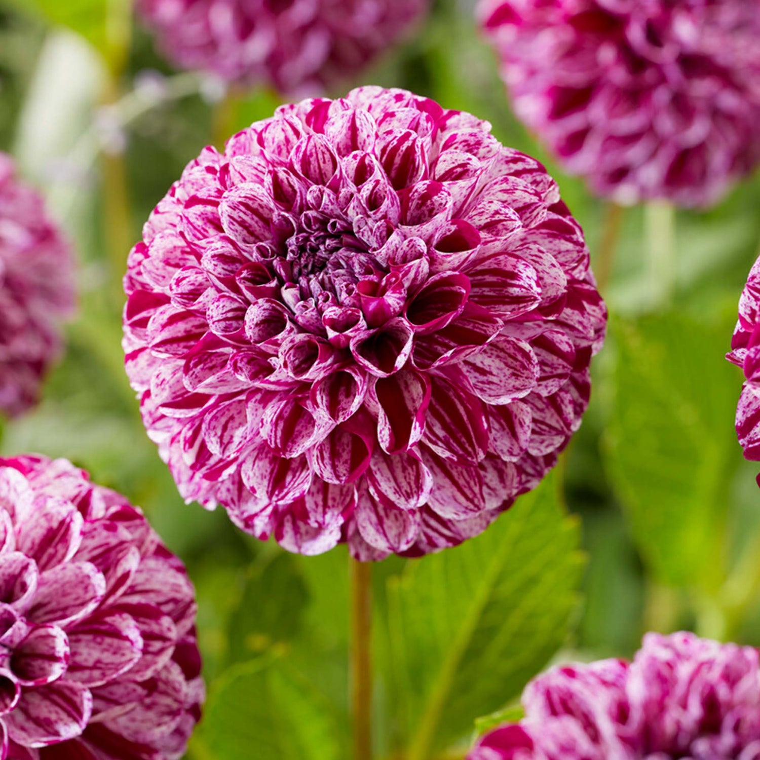 Dahlia Marble Ball