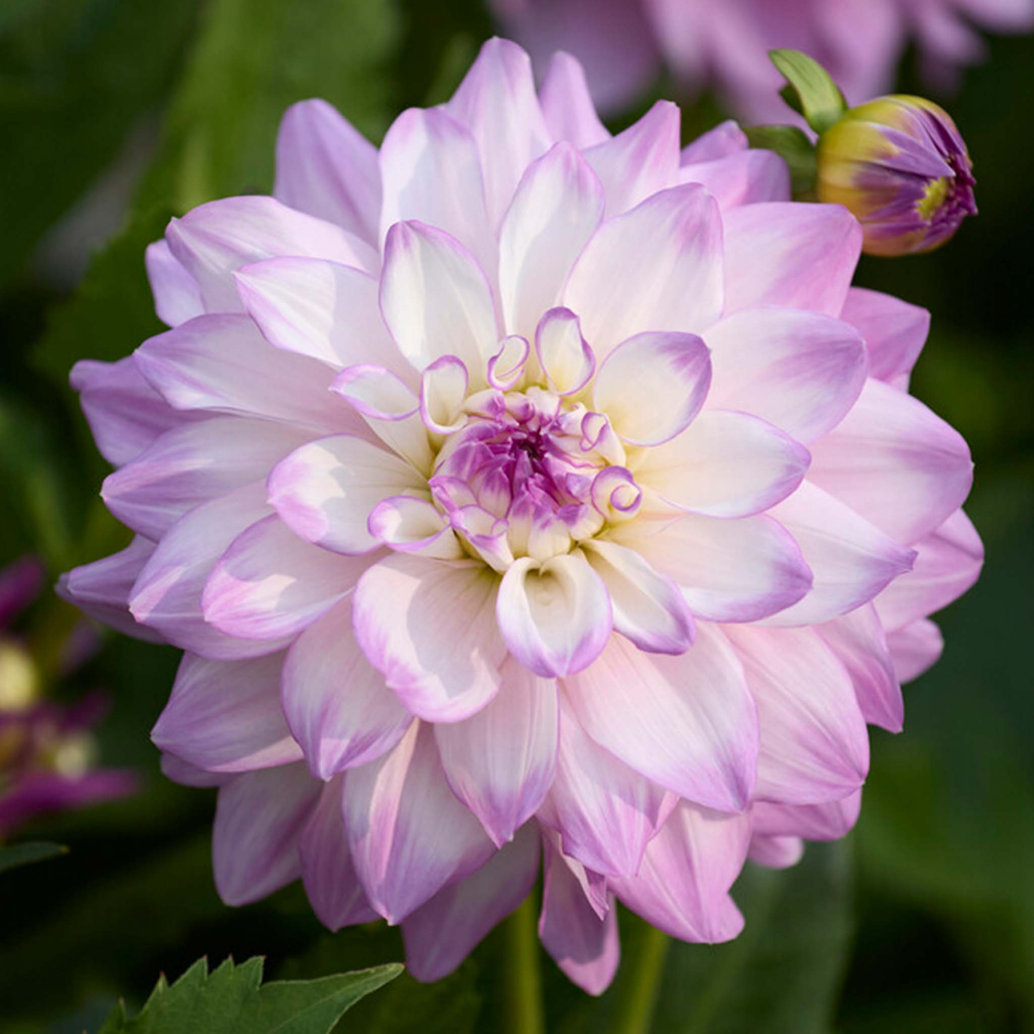 Dahlia Mikayla Miranda