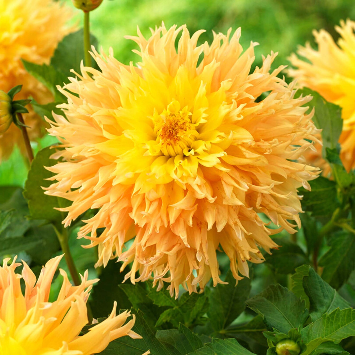 Dahlia Mingus Joshua