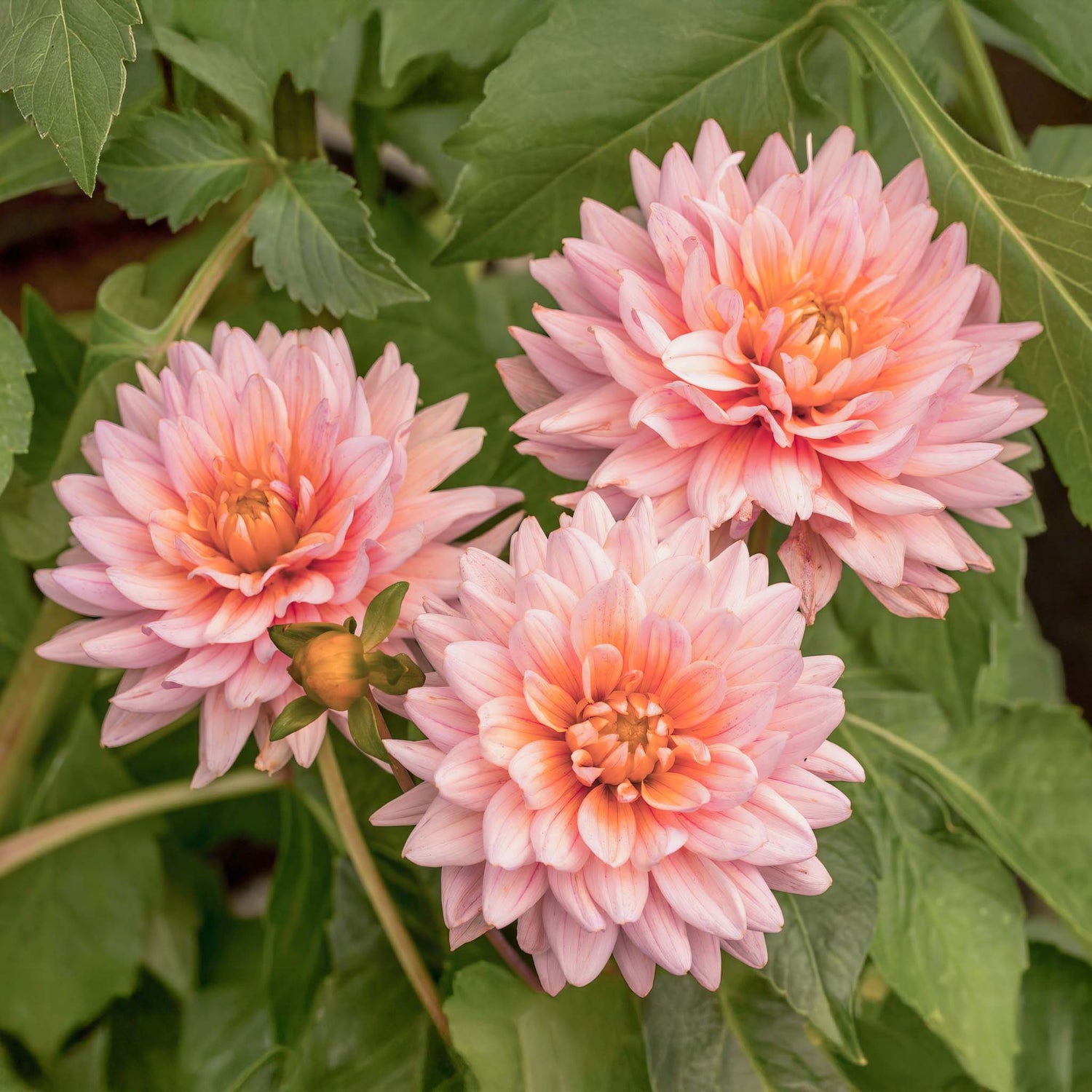 Dahlia Pink Magic