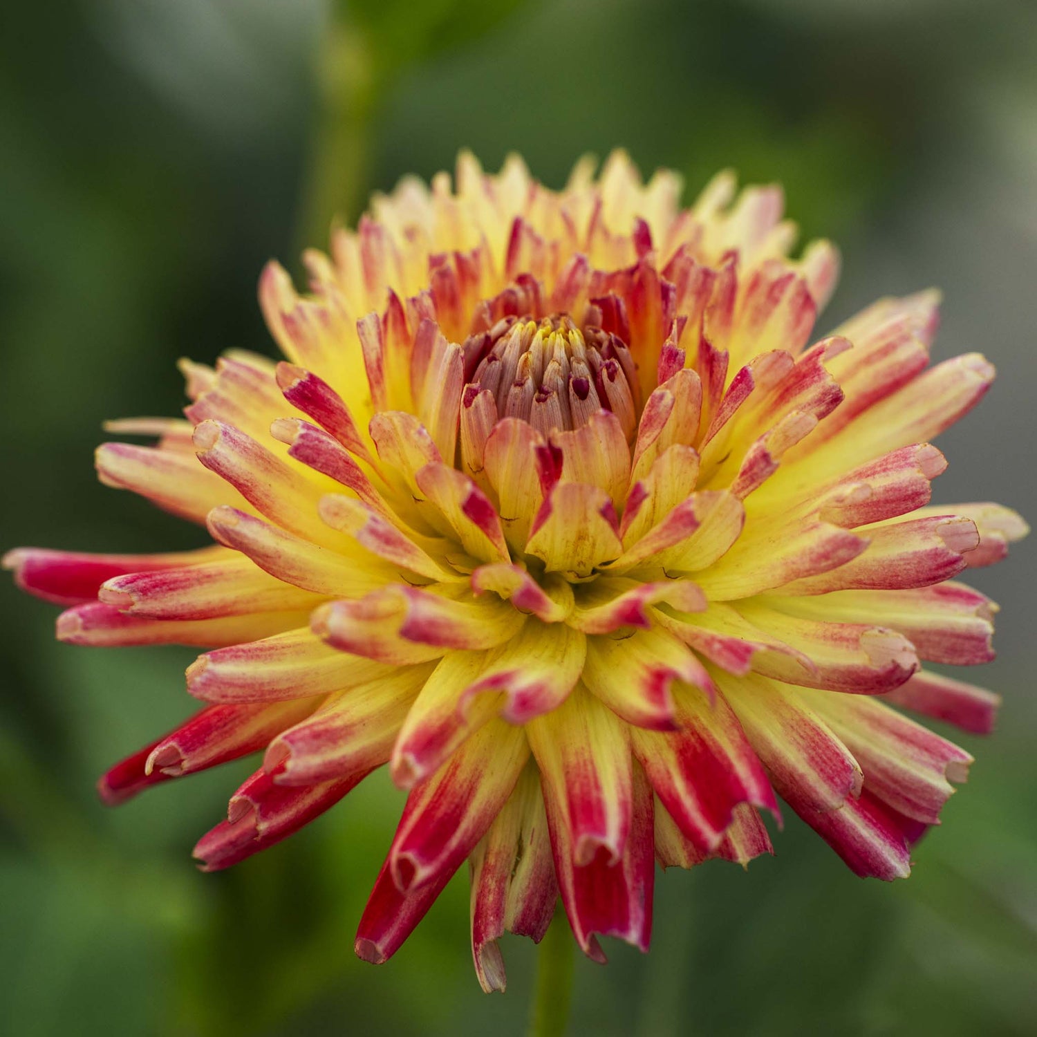 Dahlia Tahiti Sunrise