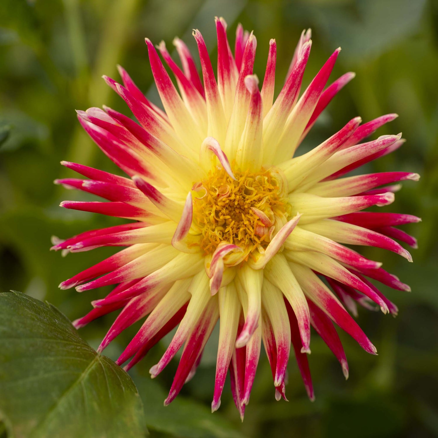 Dahlia Tahiti Sunrise