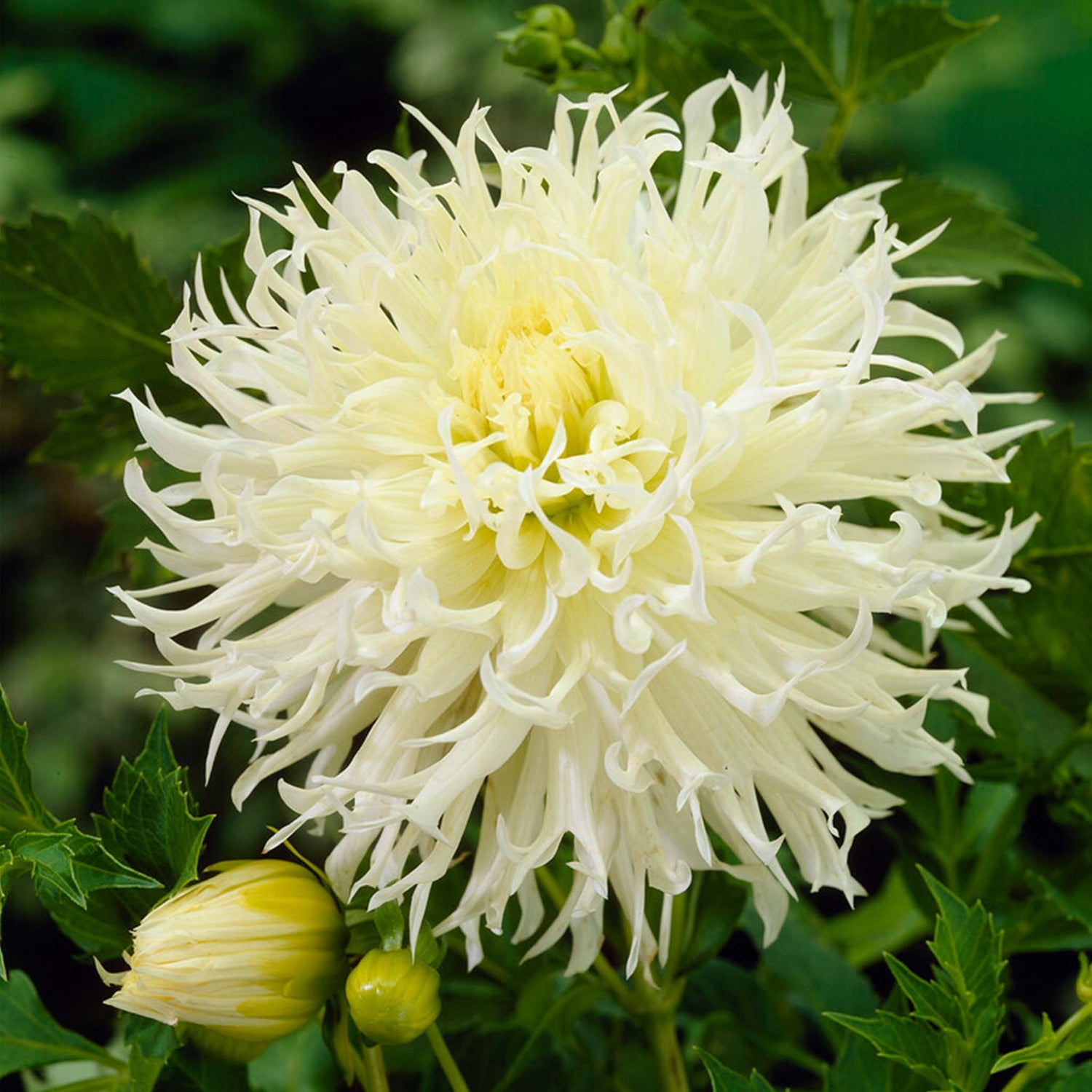 Dahlia Tsuki-Yori-No-Shisha