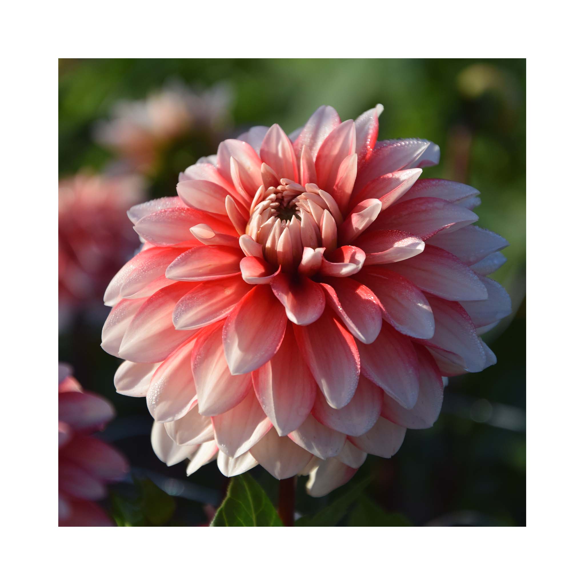 Two toned Dahlia flower with red/pink flowers with white tips