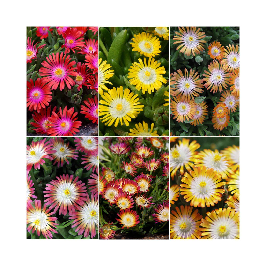 Delosperma Collection