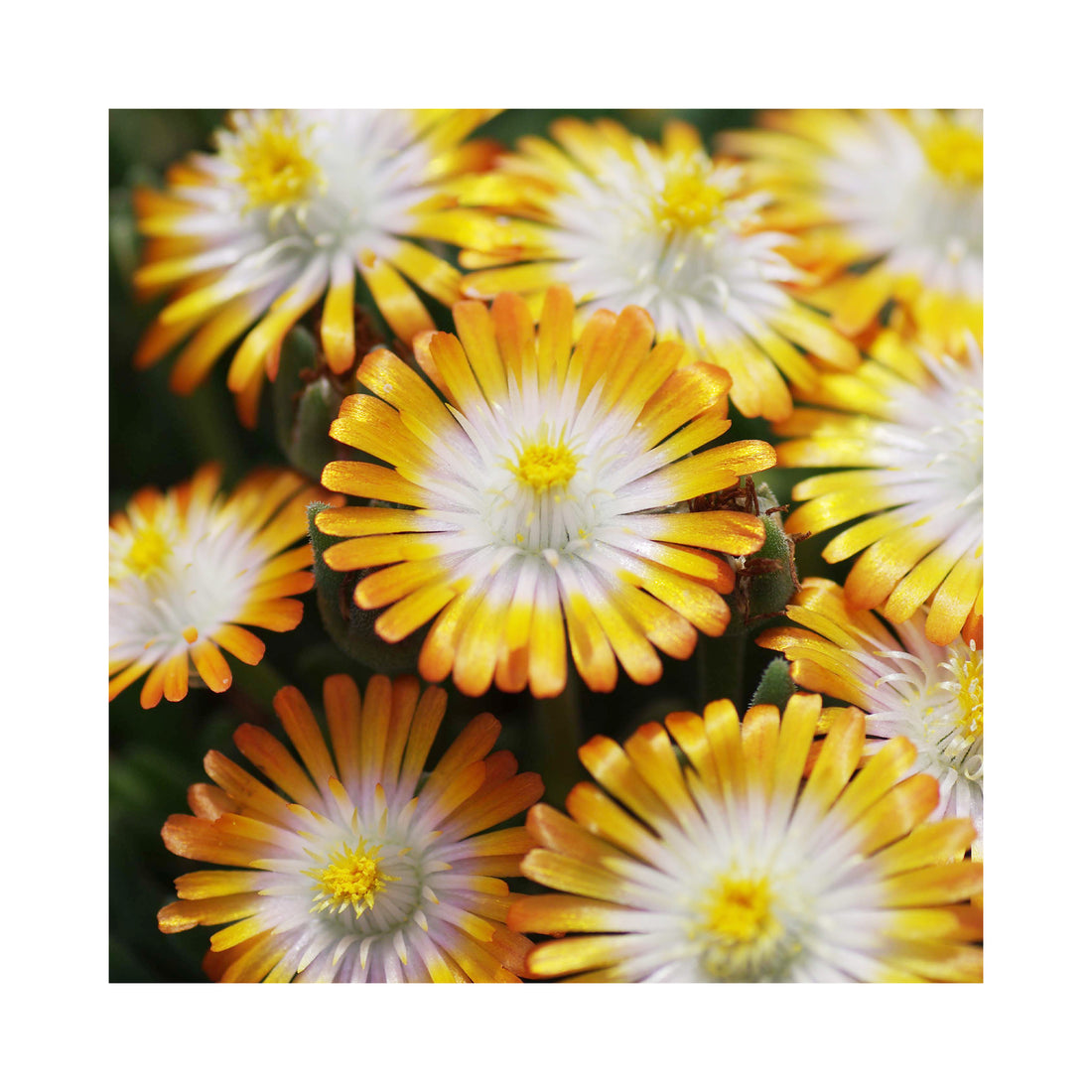 Delosperma Desert Jewels Topaz
