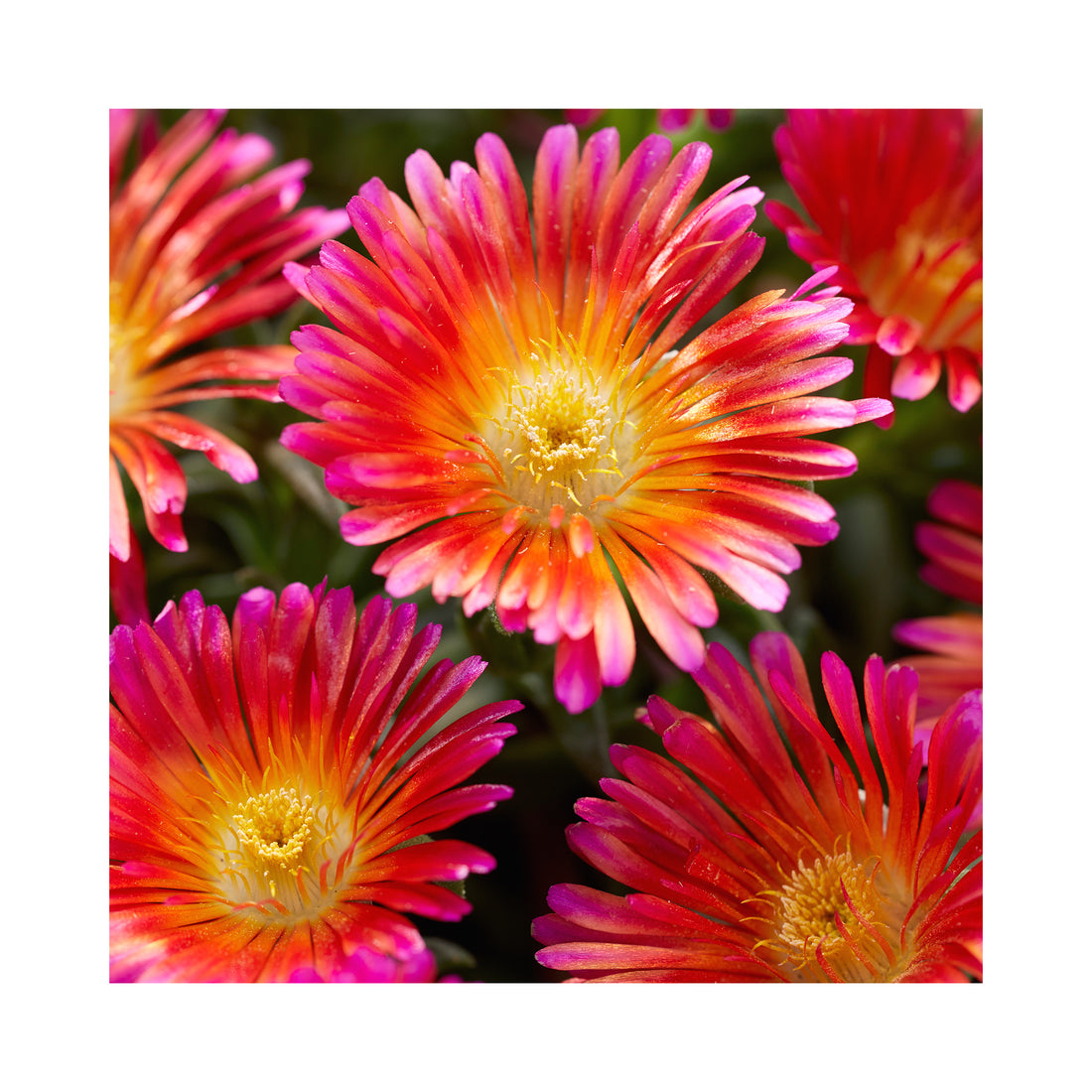 Delosperma Ocean Sunset Orange Glow