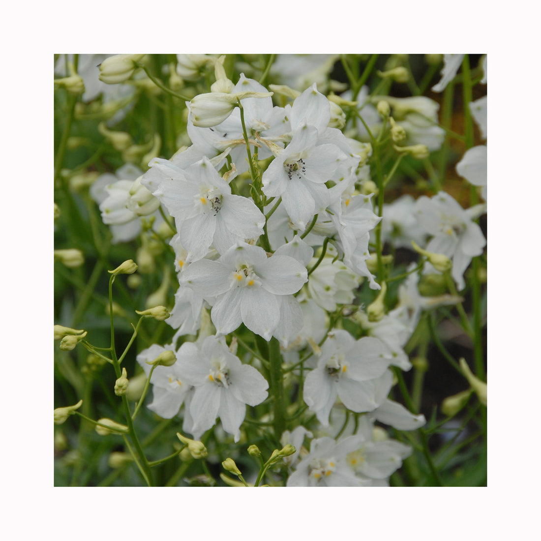 Delphinium Bella Andes White