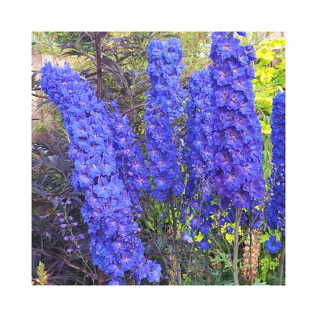 Delphinium Faust