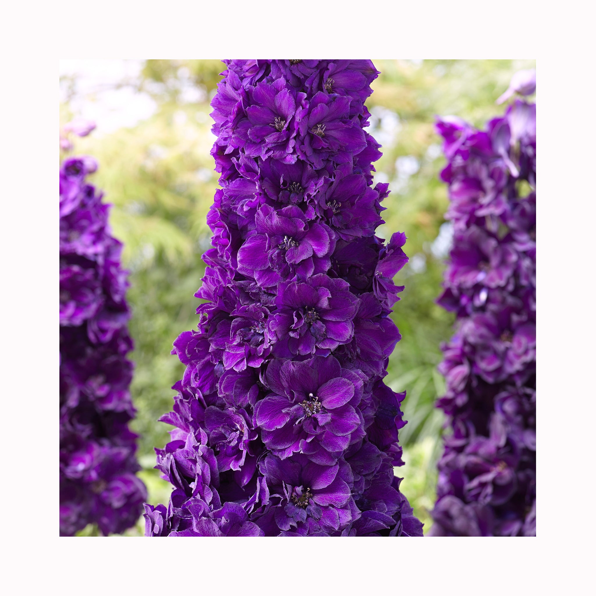 Delphinium  Paramo Black Velvet