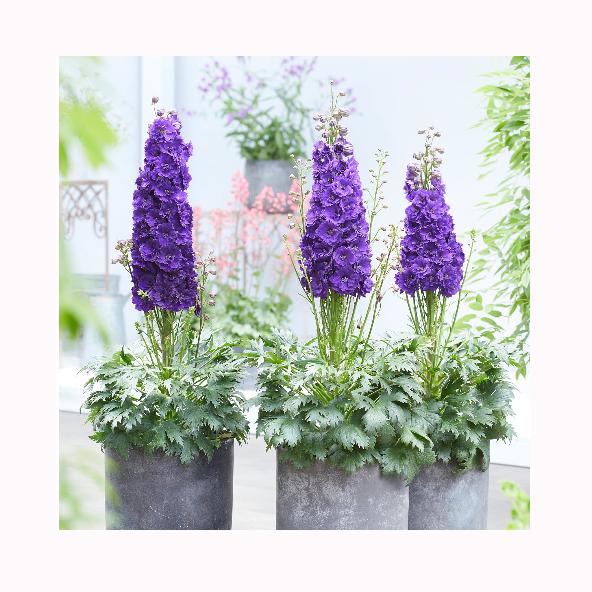 Delphinium Paramo Black Velvet